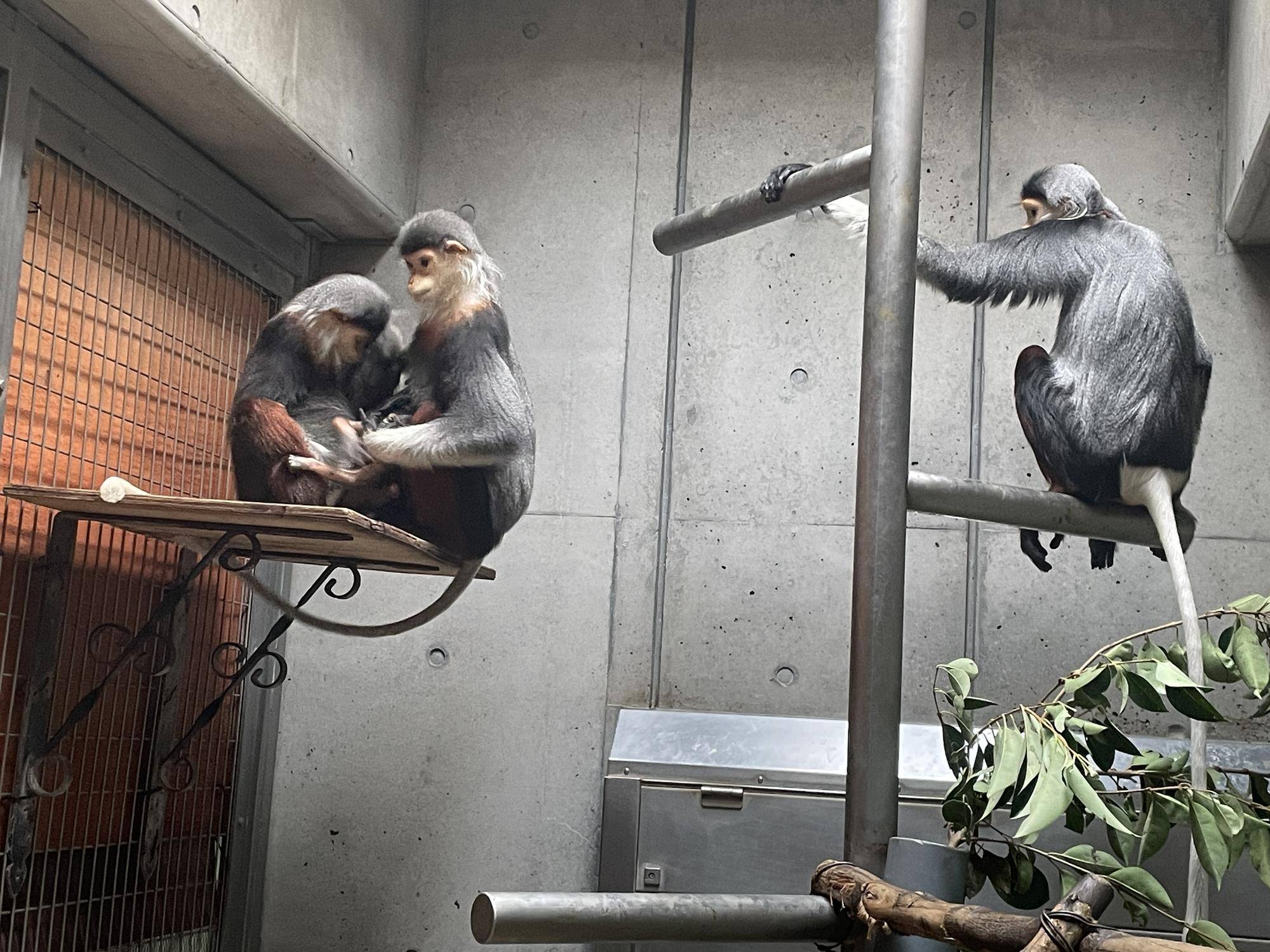 【飼育日誌】20240411:ダオFAMILY1家族 (8).jpg