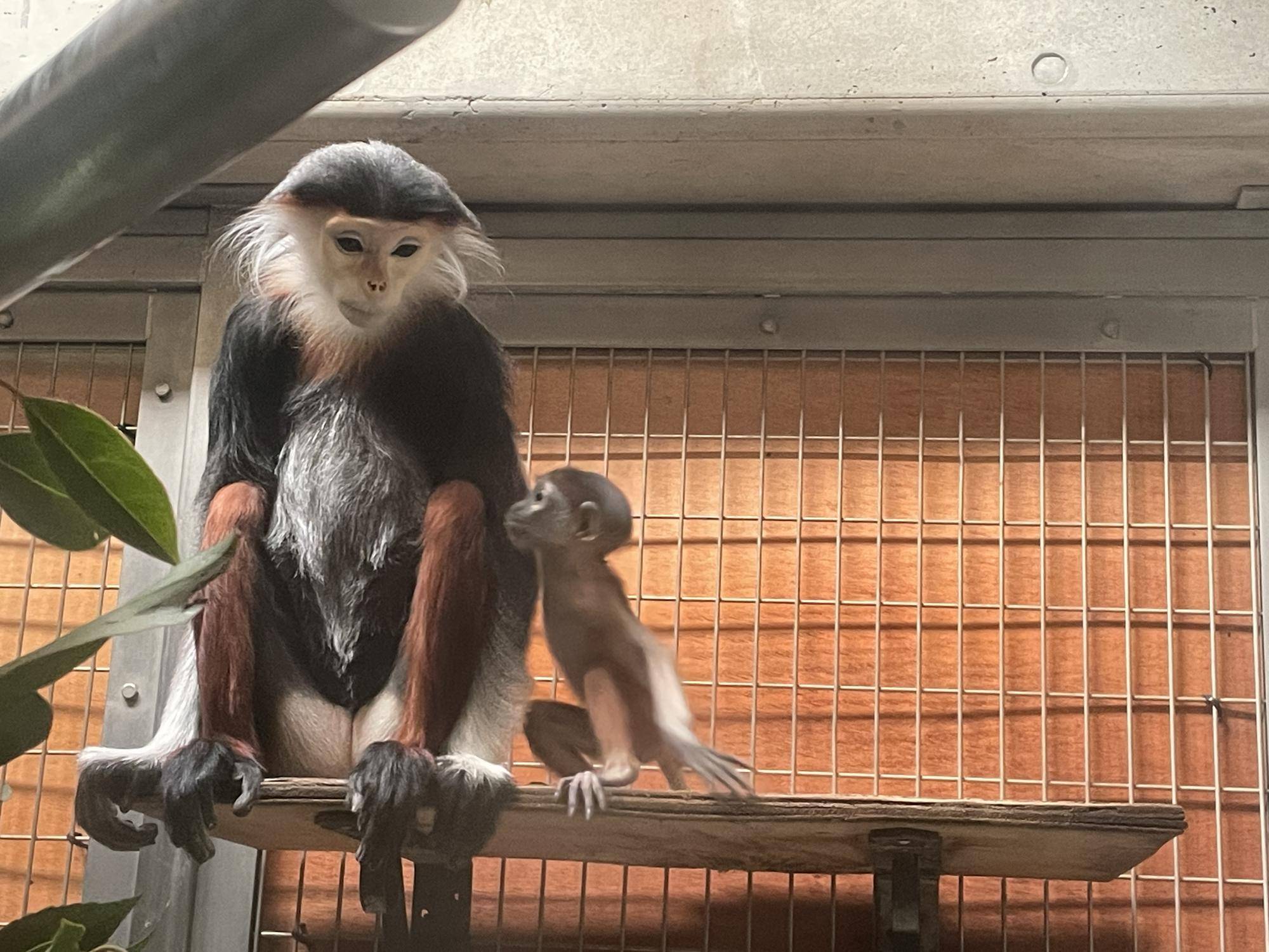 【飼育日誌】20240411:ダオFAMILY1家族 (10).jpg