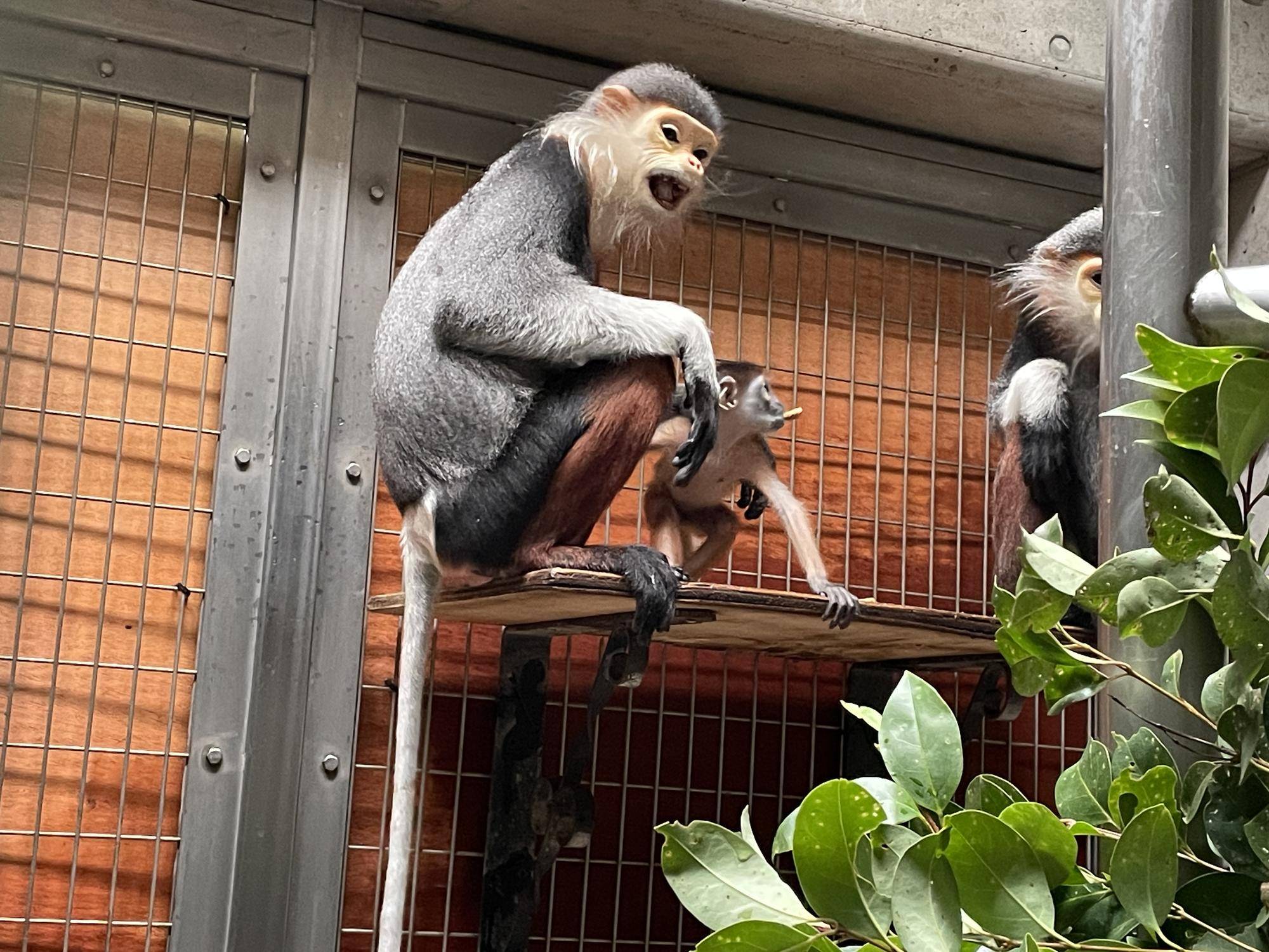 【飼育日誌】20240411:ダオFAMILY1家族 (4).jpg