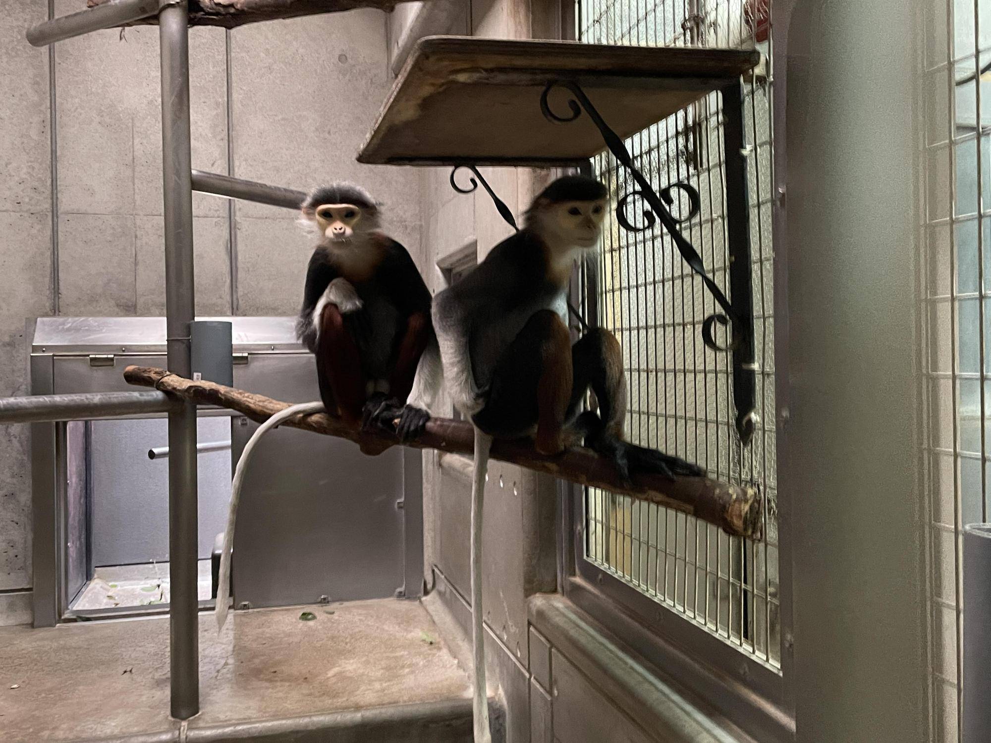 【飼育日誌】20240425：ホアモイ同居練習 (6).jpg