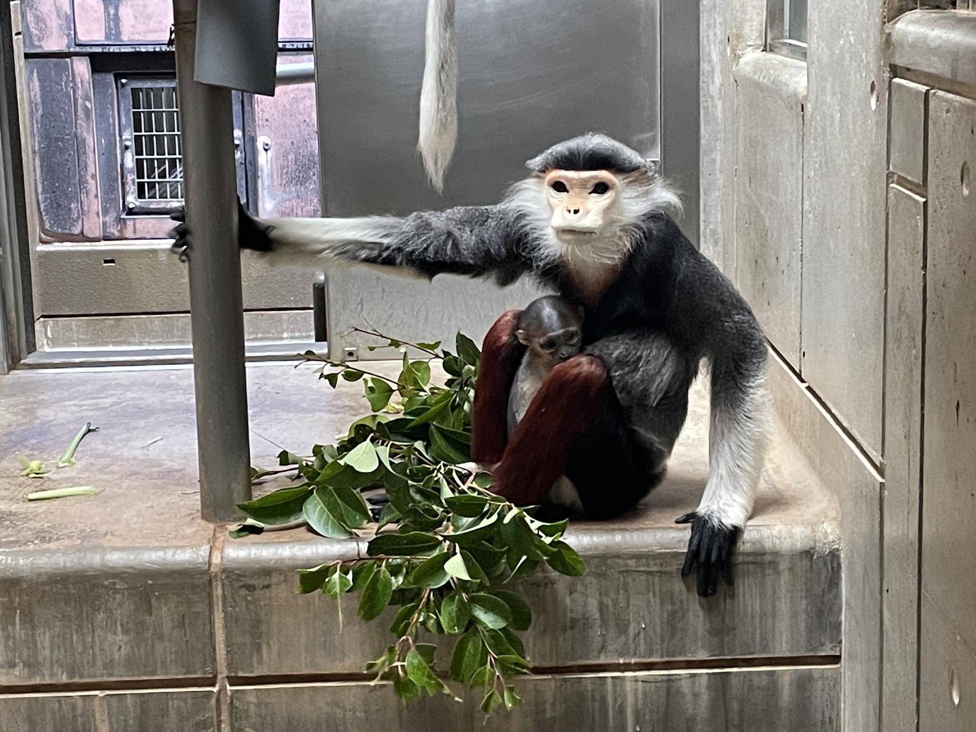 【飼育日誌】20240411:ダオFAMILY1家族 (5).jpg