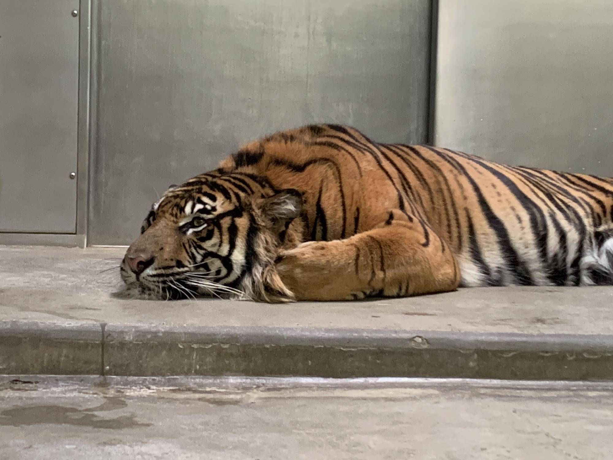 記念メダル　ズーラシア　スマトラトラ スマトラトラ | 東山動植物園 飼育第一グループ 鬼頭 美姫さん