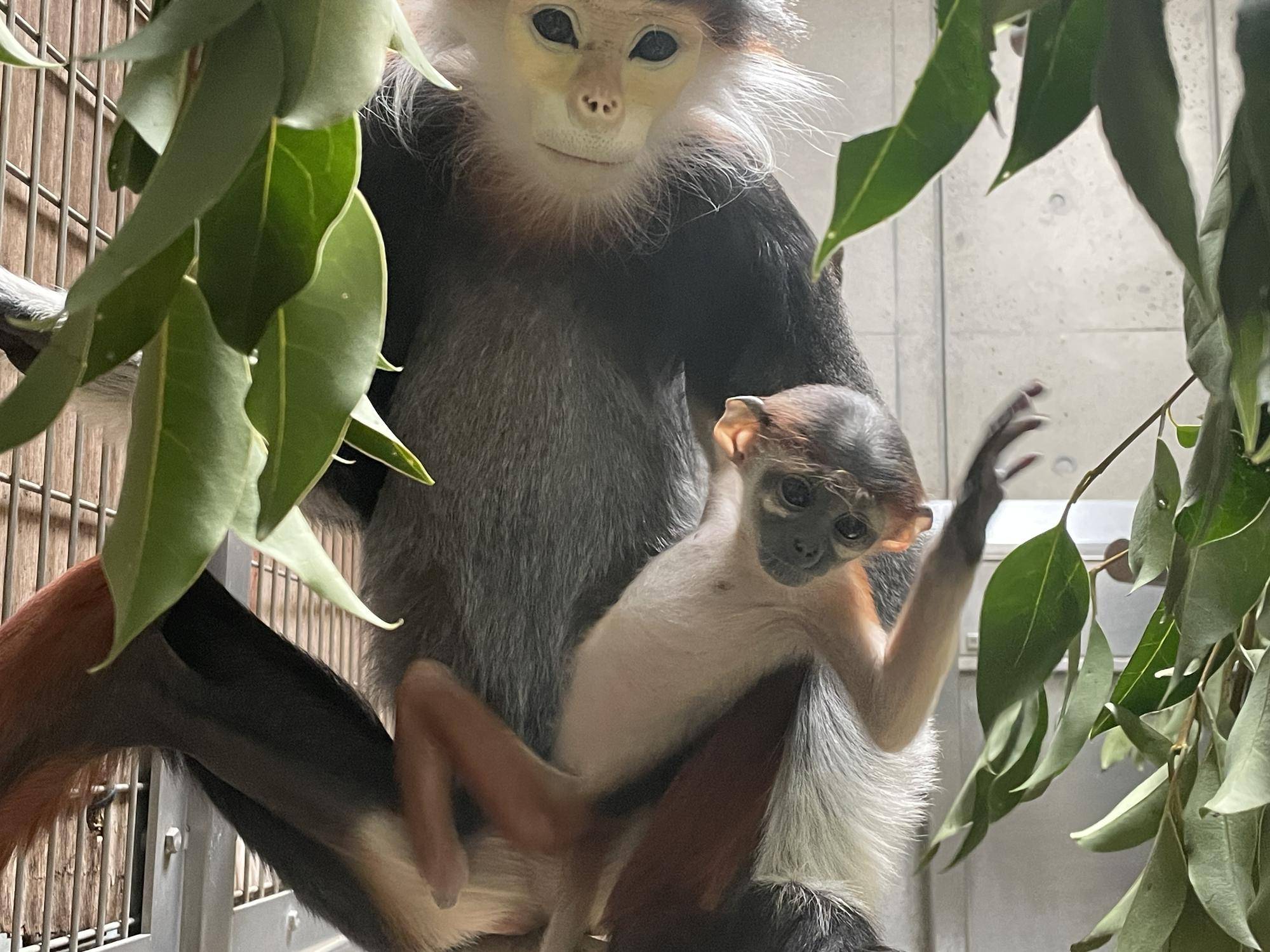 【飼育日誌】20240411:ダオFAMILY1家族 (11).jpg