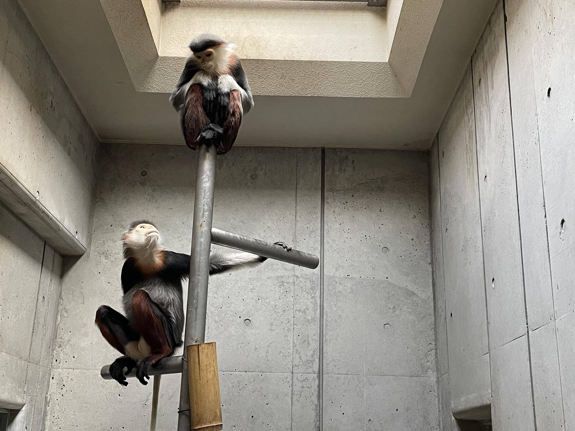 【飼育日誌】20240425：ホアモイ同居練習 (3).jpg