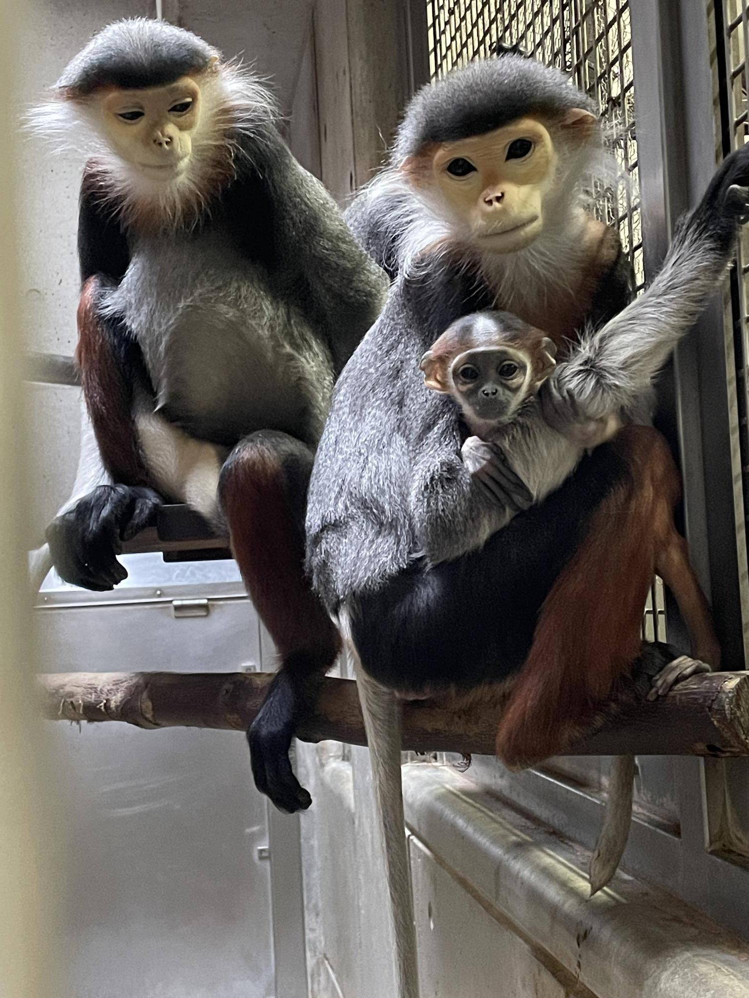 【飼育日誌】20240411:ダオFAMILY1家族 (7).jpg