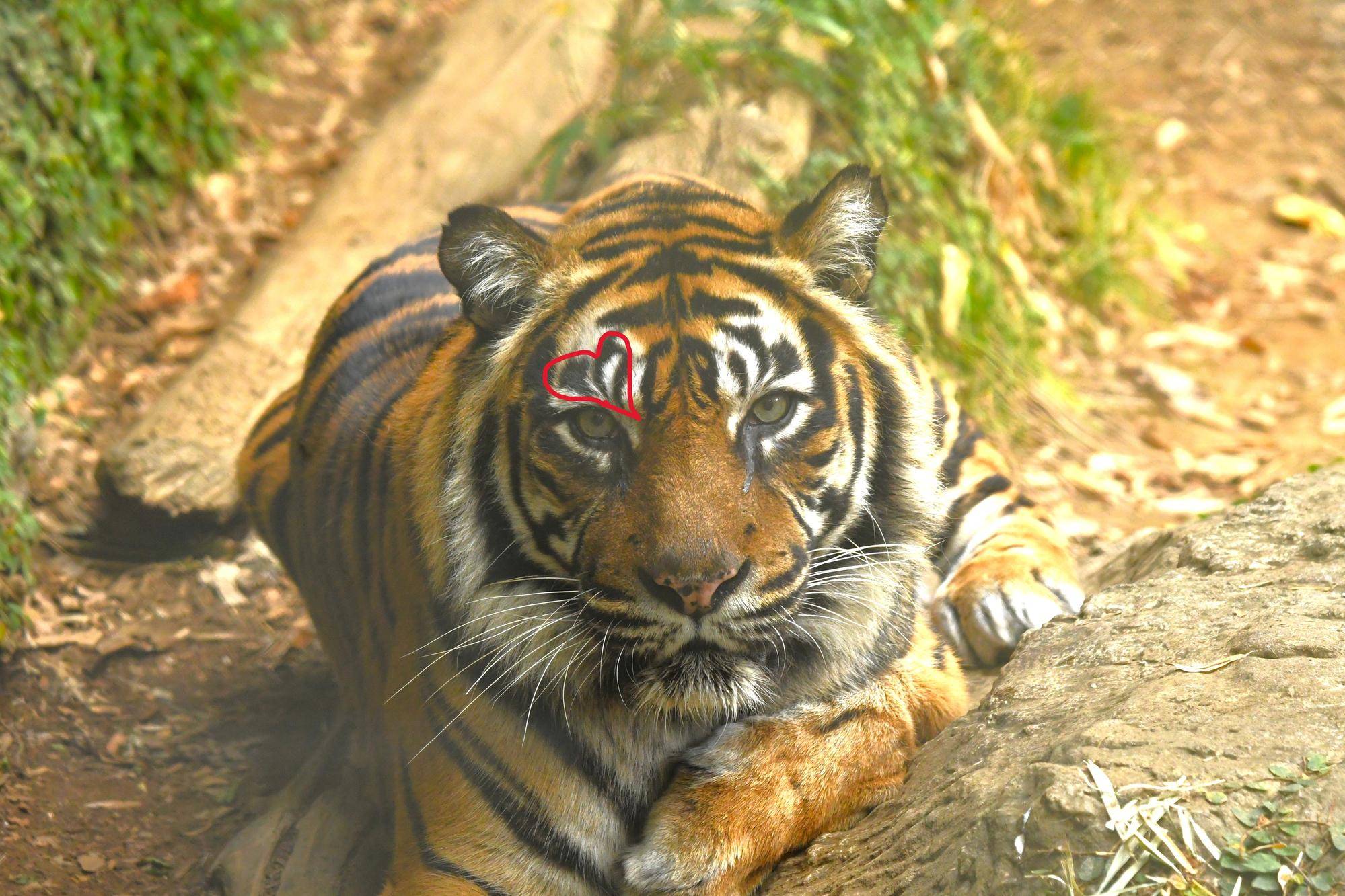 記念メダル　ズーラシア　スマトラトラ よこはま動物園ズーラシア】スマトラトラのデル🐯飼育員の