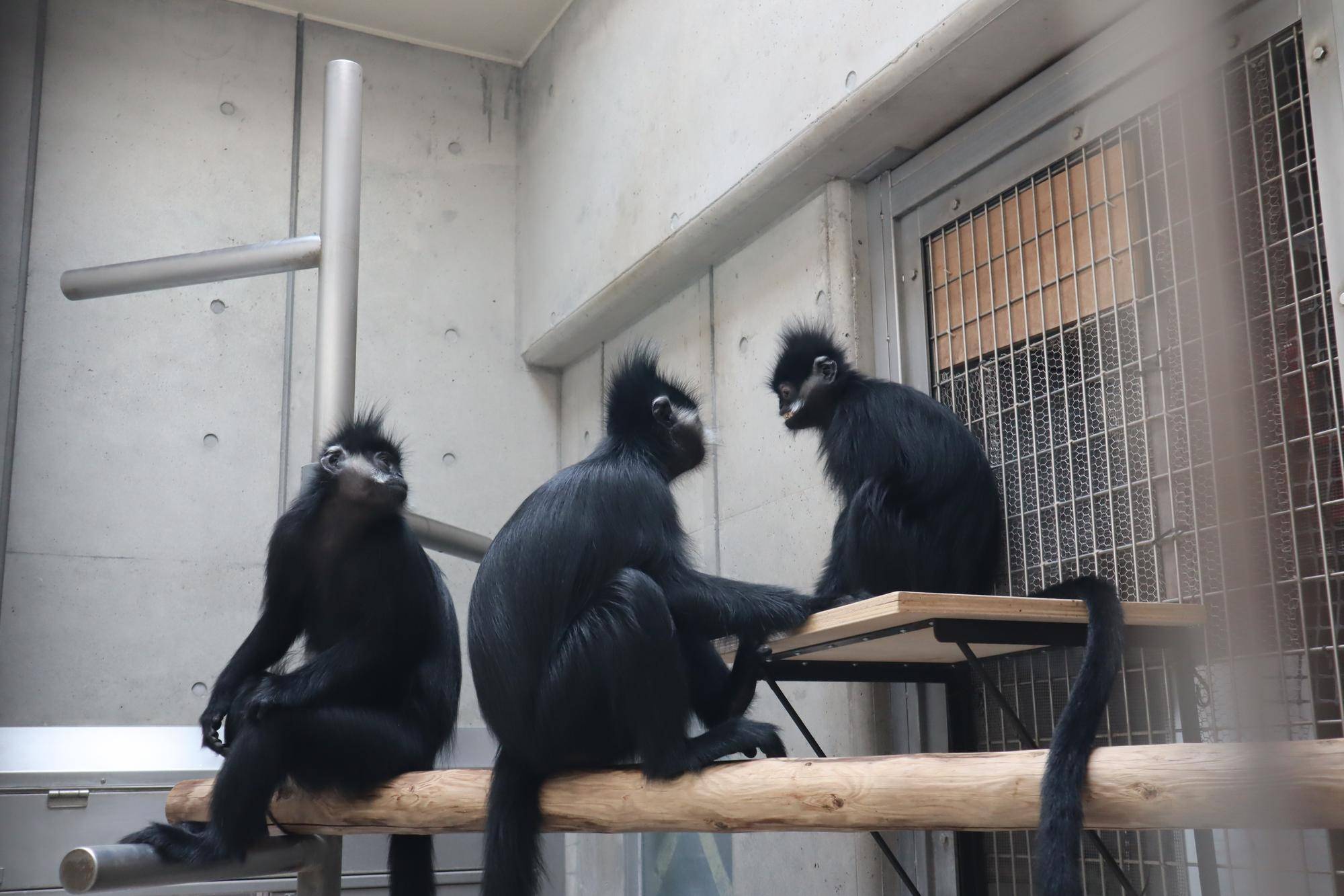 【飼育日誌】20240622:アマナツのお引越し (9).jpg