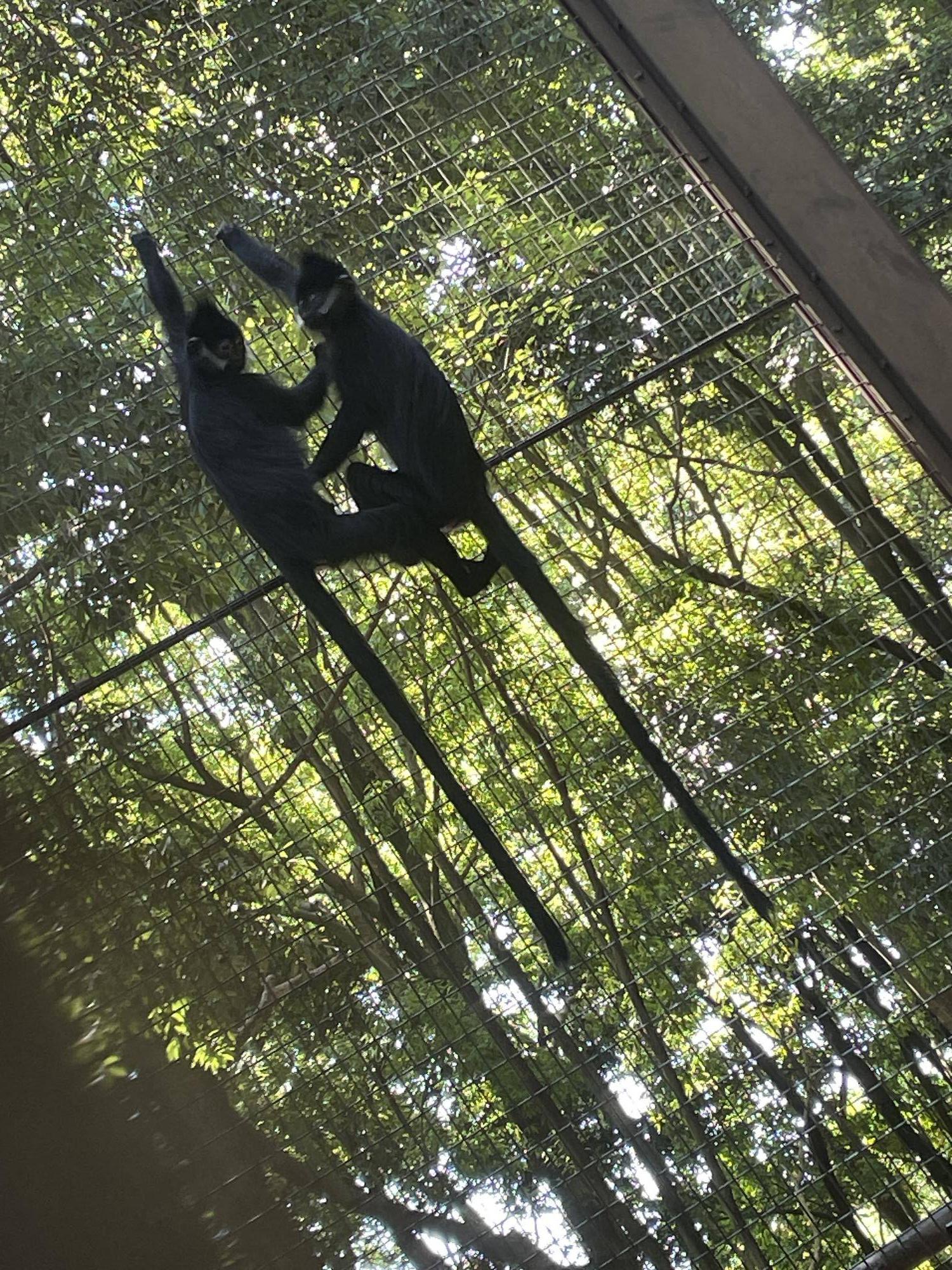 【飼育日誌】20240622:アマナツのお引越し (12).jpg