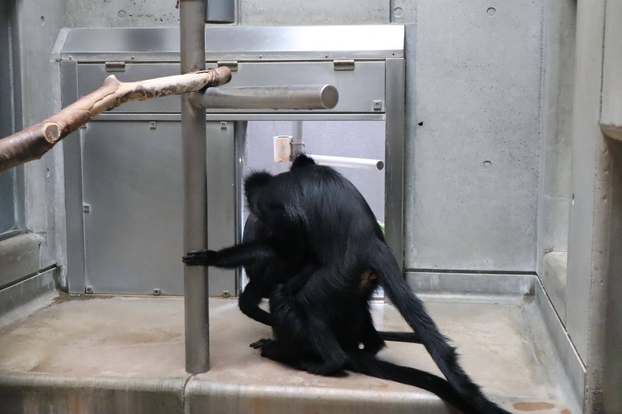 【飼育日誌】20240622:アマナツのお引越し (8).jpg