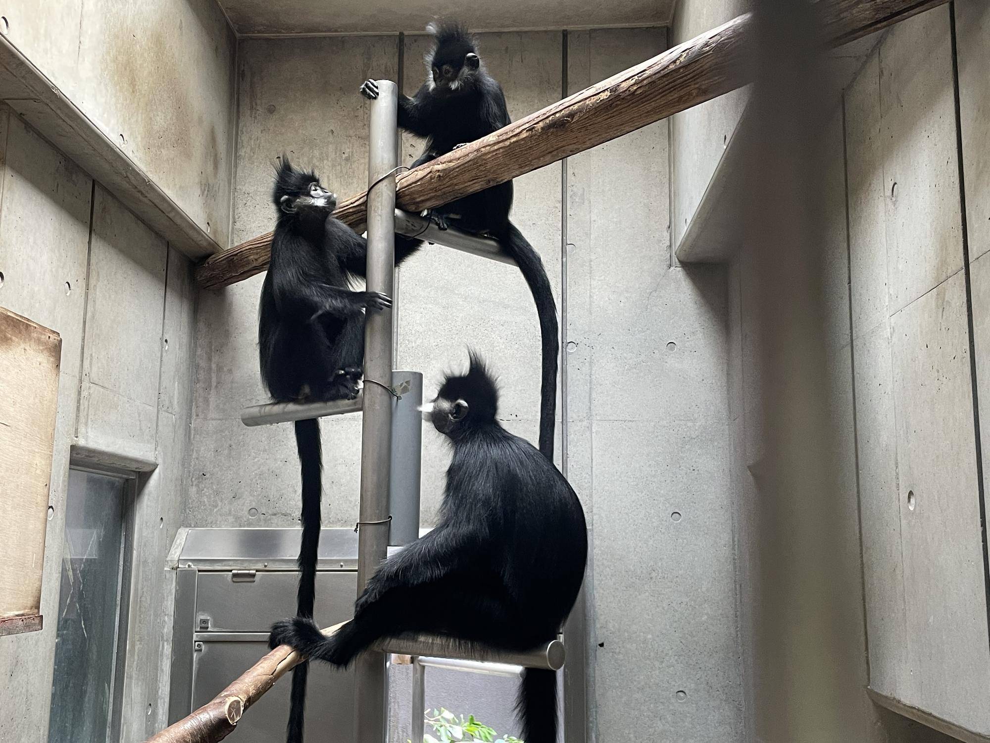 【飼育日誌】20240622:アマナツのお引越し (6).jpg