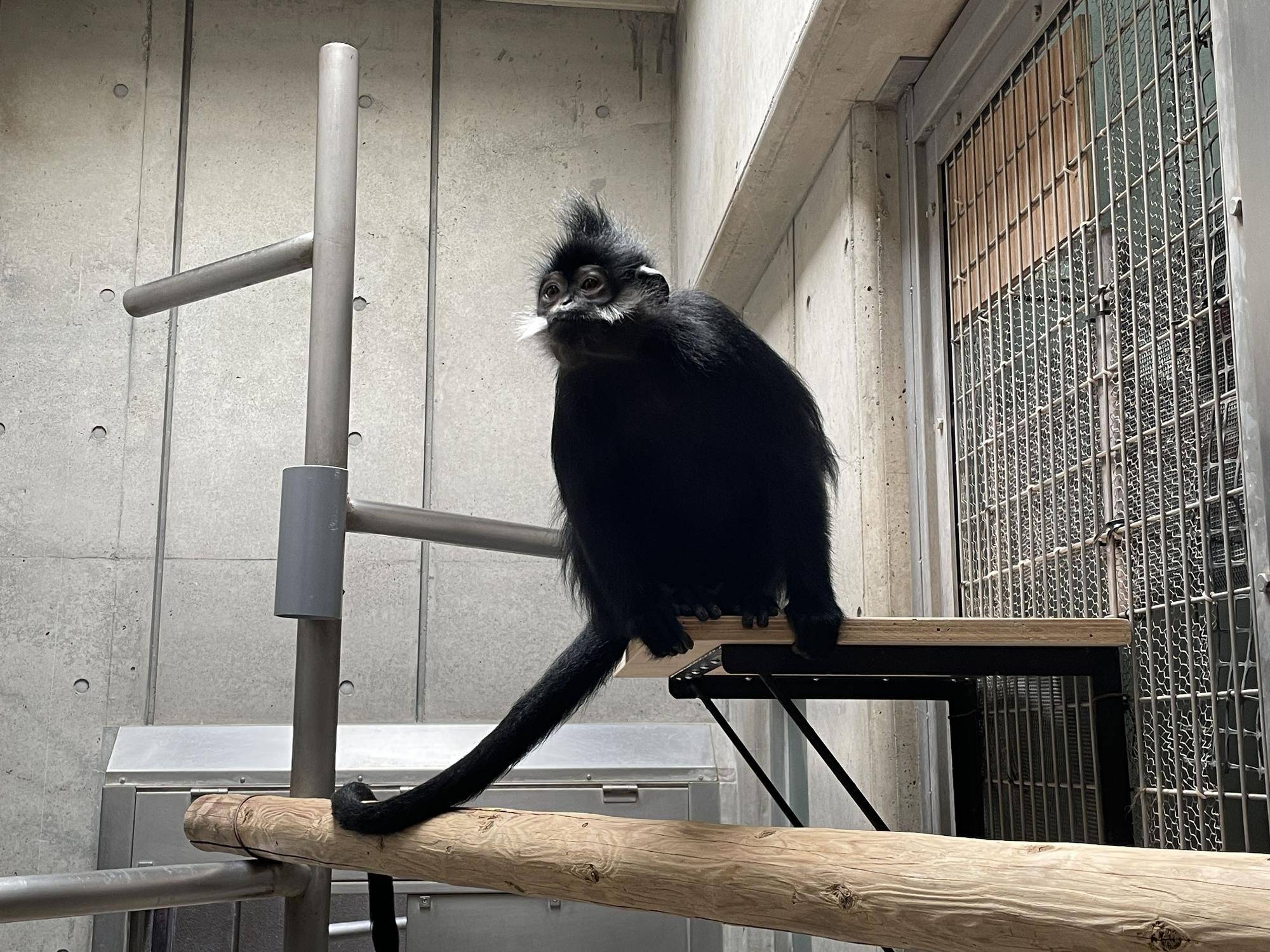 【飼育日誌】20240622:アマナツのお引越し (5).jpg