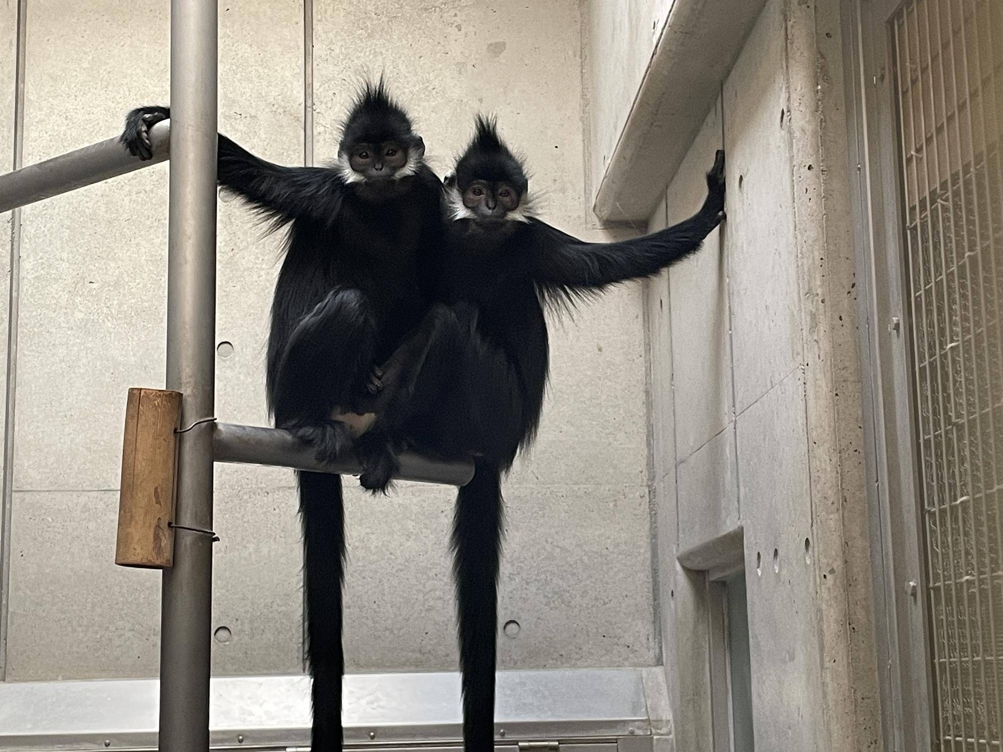 【飼育日誌】20240622:アマナツのお引越し (4).jpg