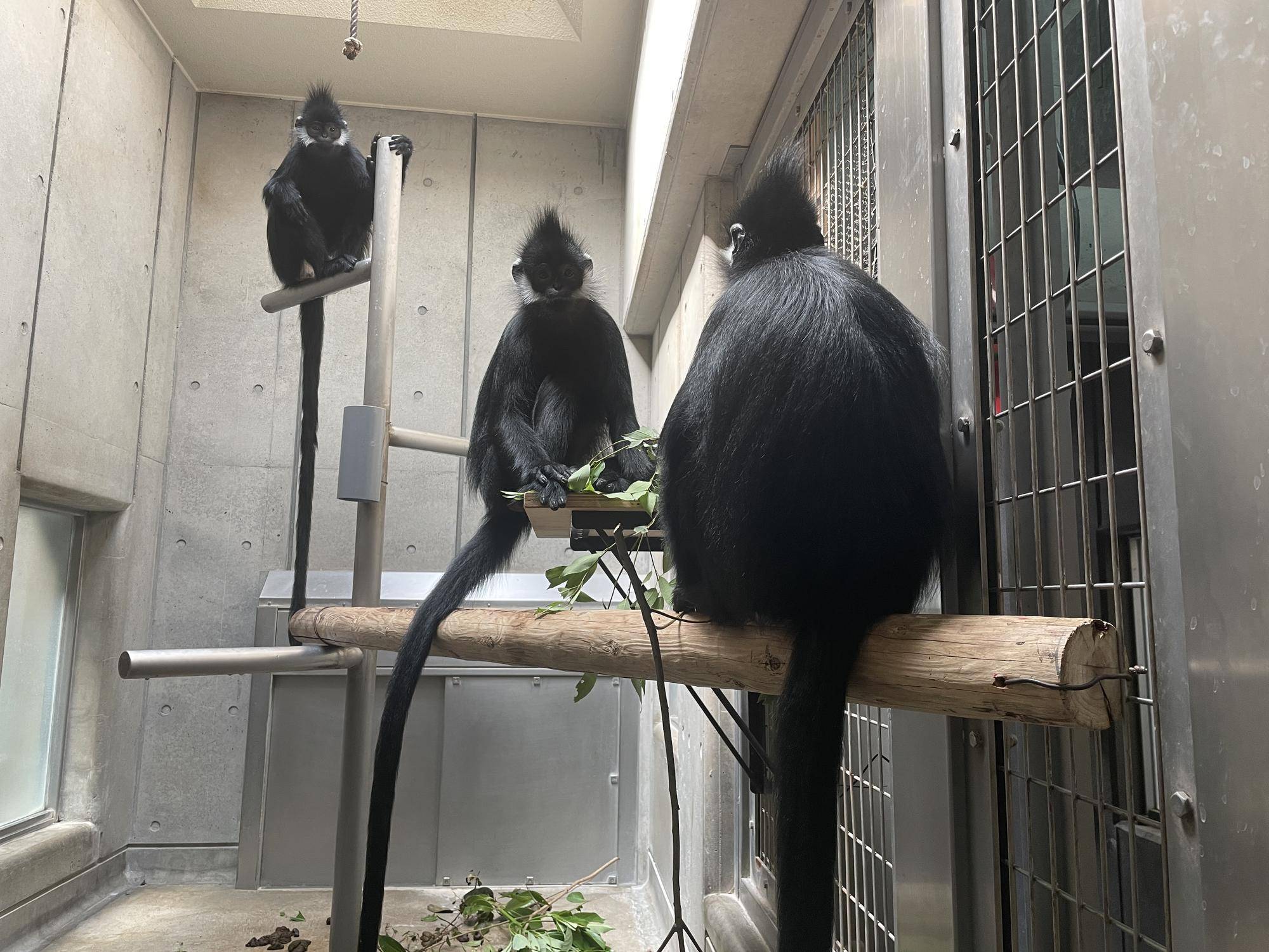 【飼育日誌】20240622:アマナツのお引越し (15).jpg