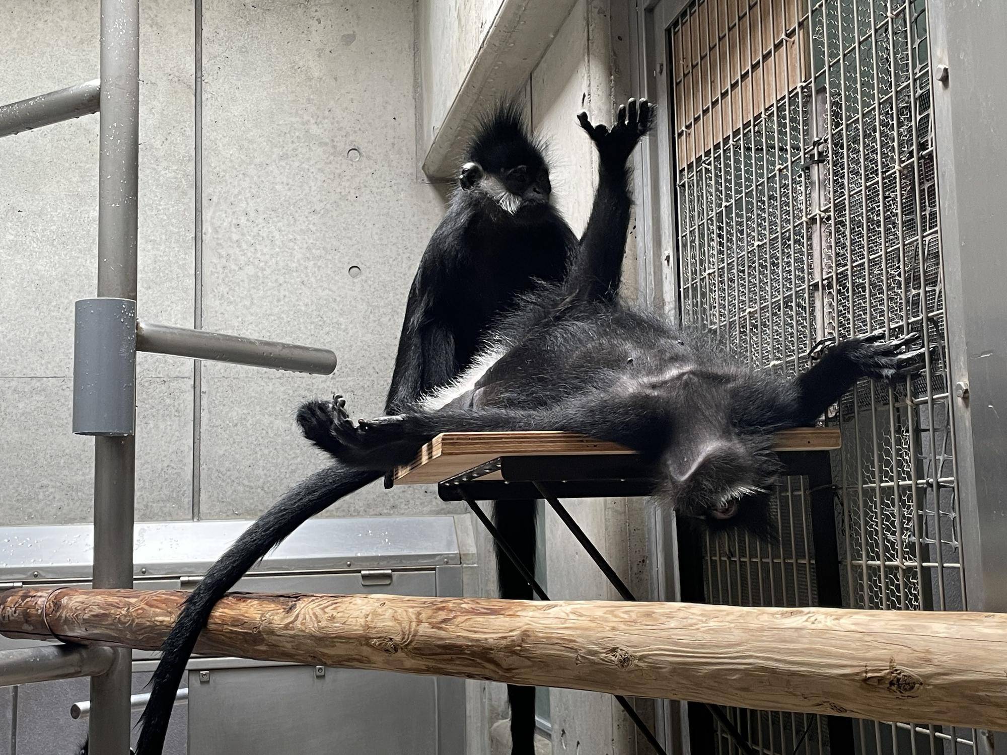 【飼育日誌】20240622:アマナツのお引越し (10).jpg