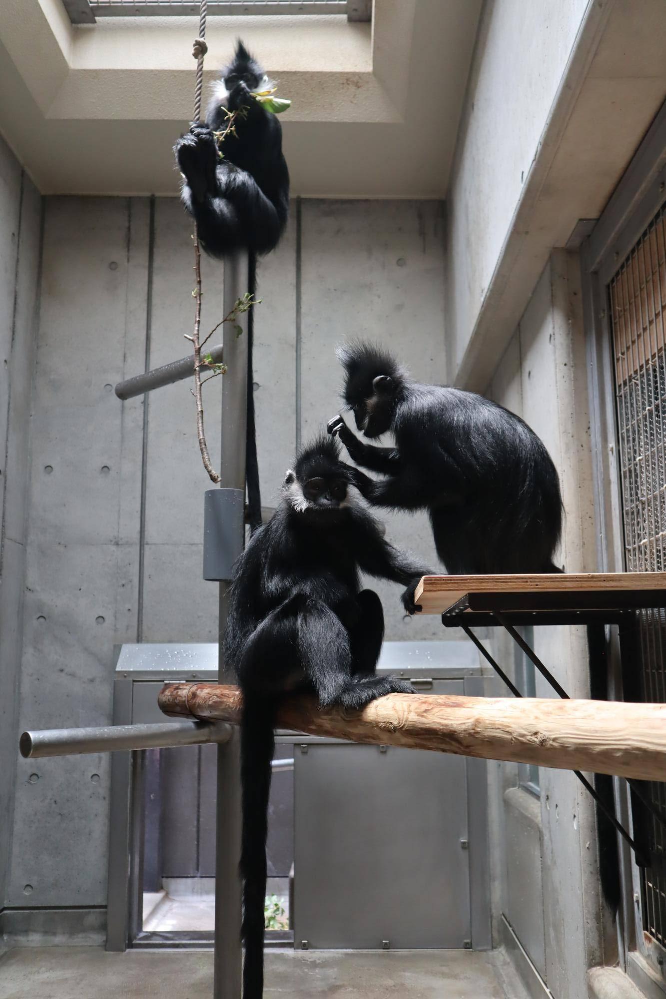 【飼育日誌】20240622:アマナツのお引越し (11).jpg