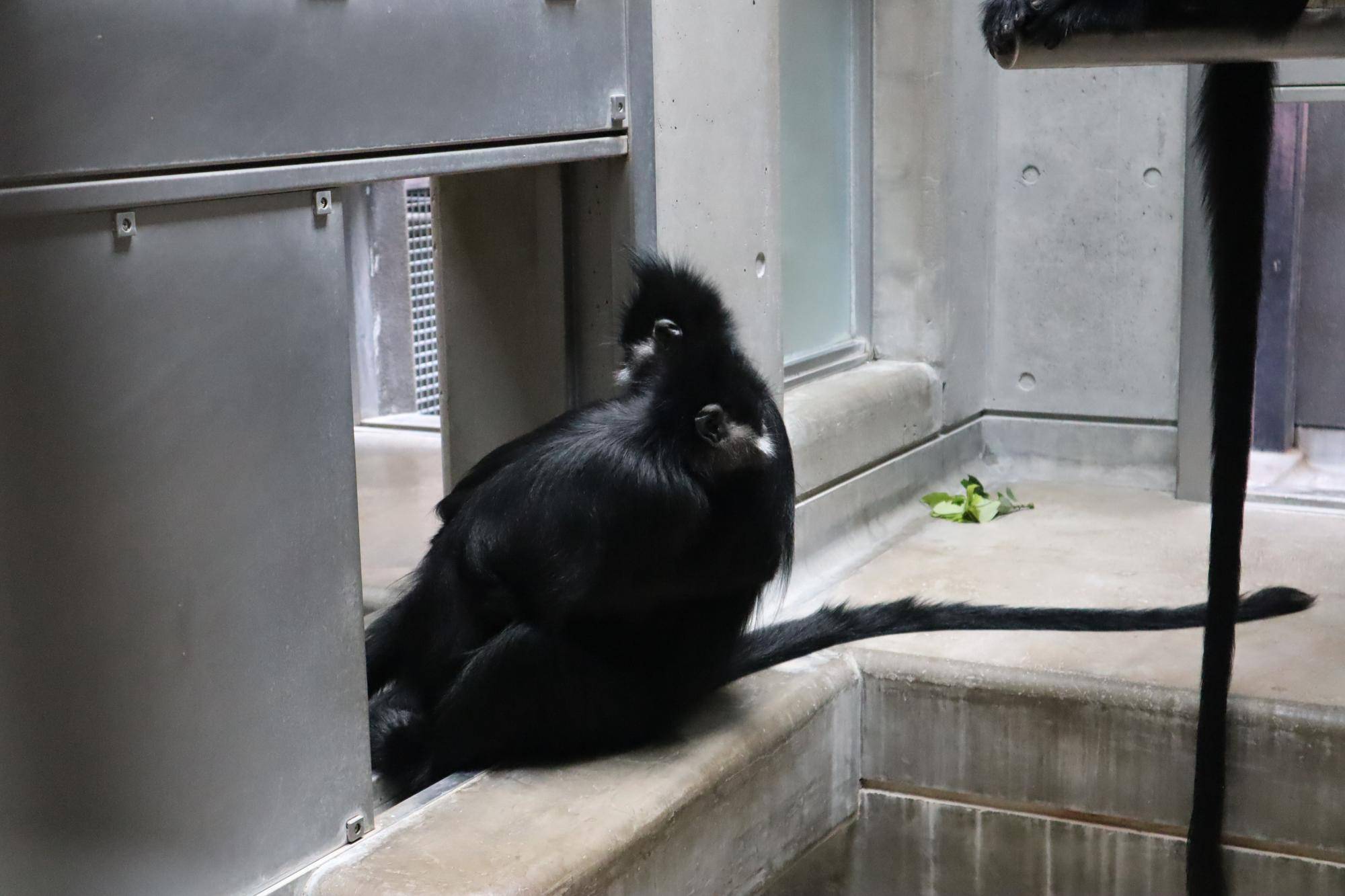 【飼育日誌】20240622:アマナツのお引越し (7).jpg