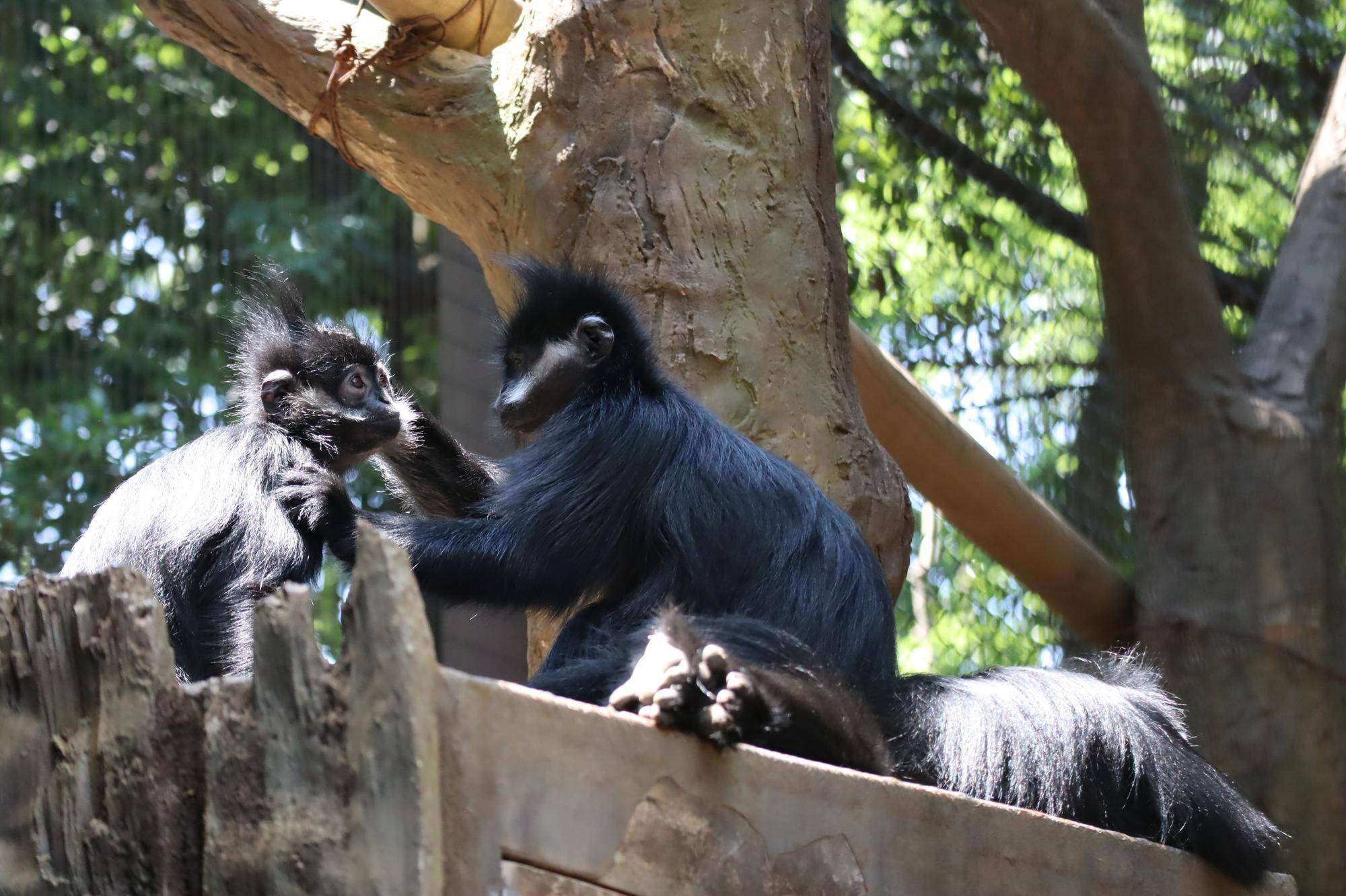 【飼育日誌】20240622:アマナツのお引越し (14).jpg