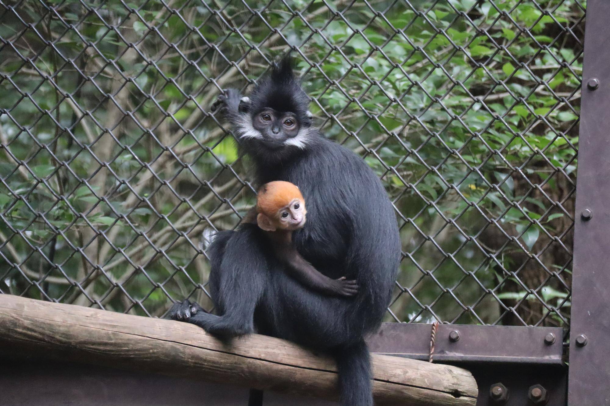 【飼育日誌】20240622:アマナツのお引越し (3).jpg