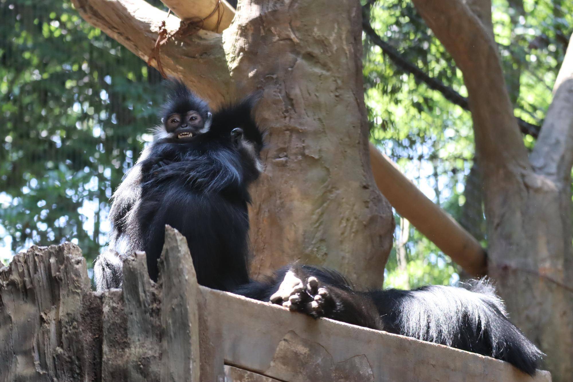【飼育日誌】20240622:アマナツのお引越し (13).jpg