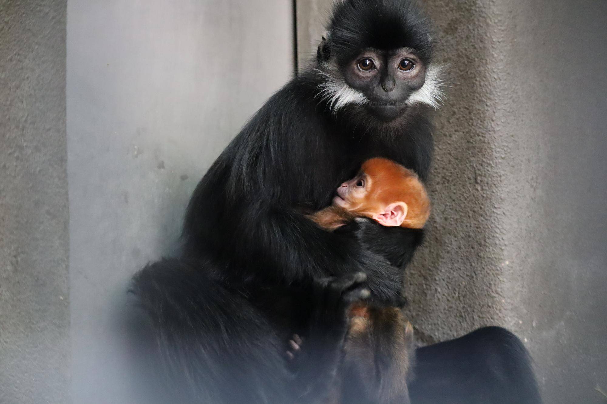 【飼育日誌】20240622:アマナツのお引越し (2).jpg
