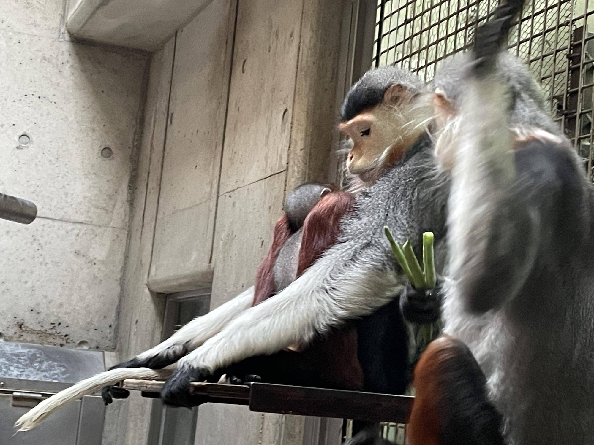 【飼育日誌】20240727:ダオFAMILY2父 (3).jpg