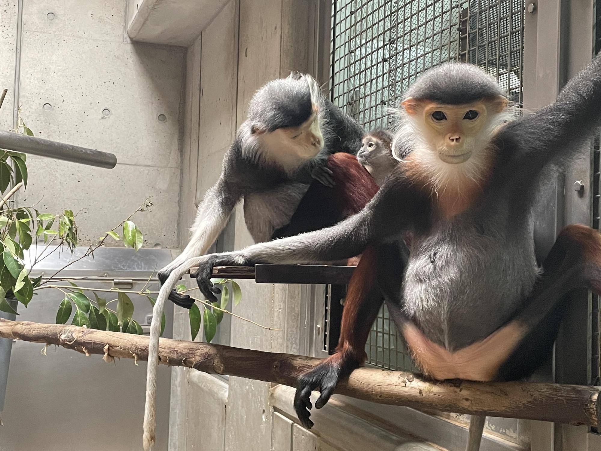 【飼育日誌】20240727:ダオFAMILY2父 (9).jpg