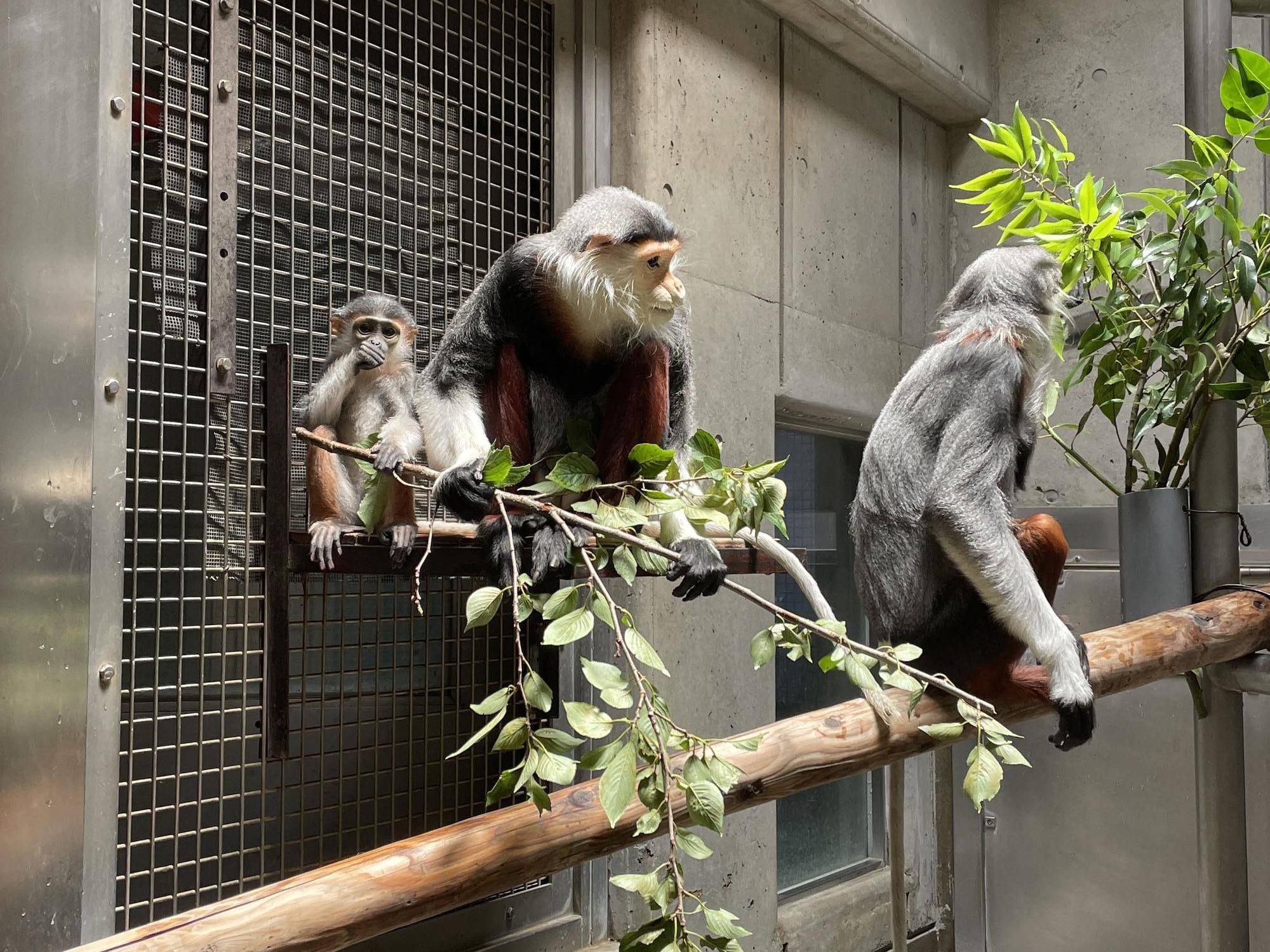 【飼育日誌】20240727:ダオFAMILY2父 (11).jpg