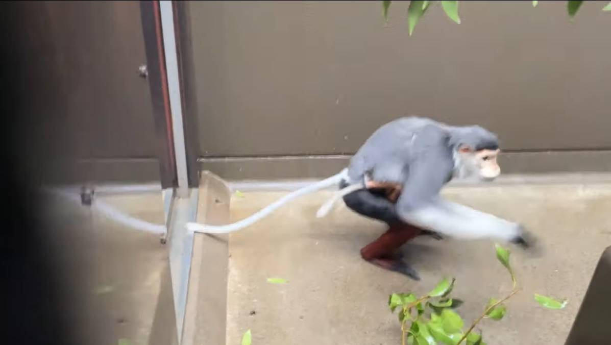 【飼育日誌】20240727:ダオFAMILY2父 (7).jpg