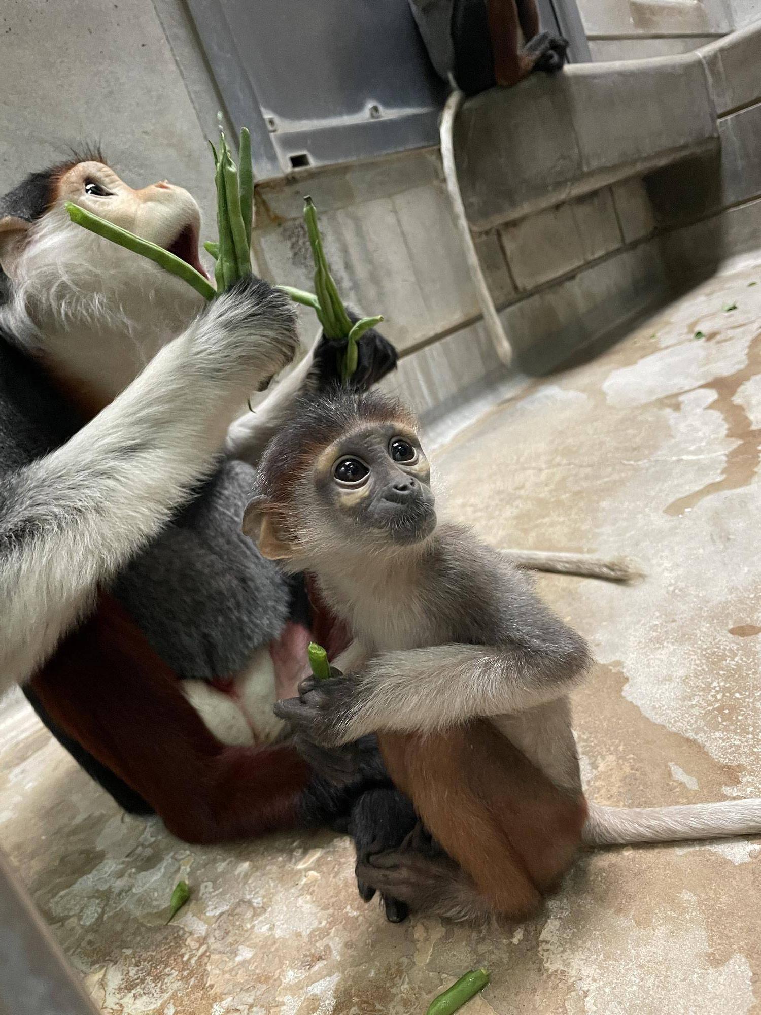 【飼育日誌】20240727:ダオFAMILY2父 (13).jpg