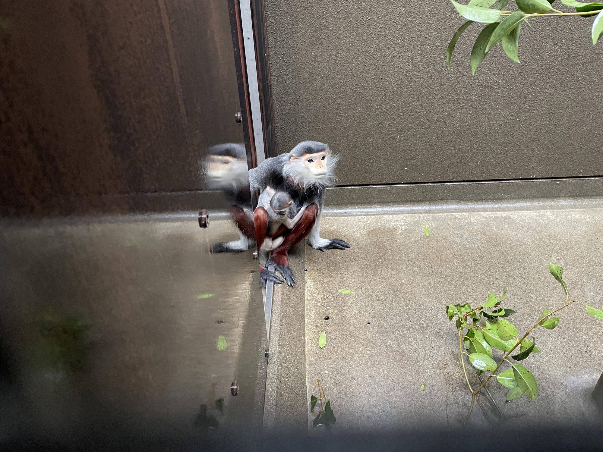 【飼育日誌】20240727:ダオFAMILY2父 (6).jpg