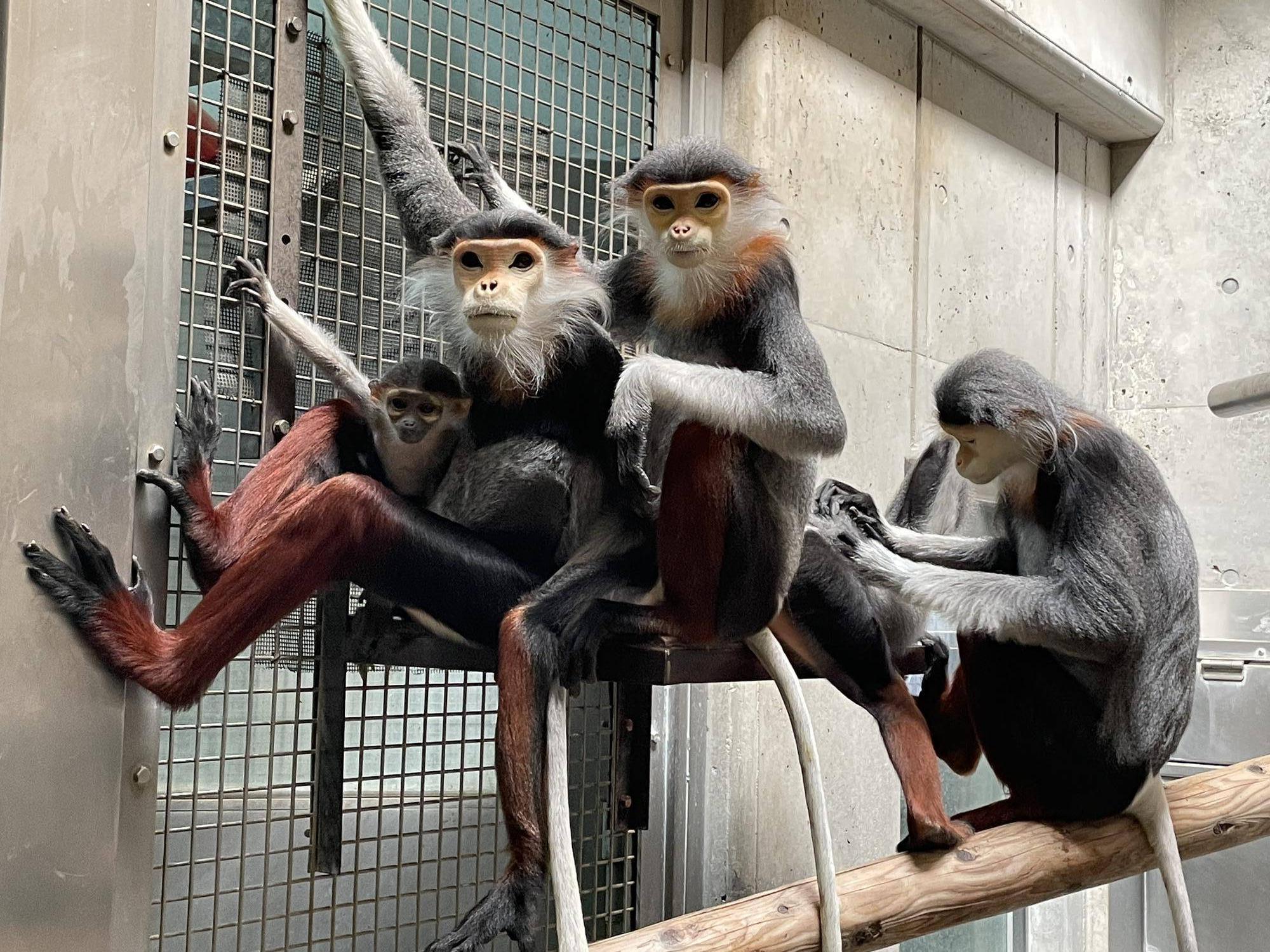 【飼育日誌】20240727:ダオFAMILY2父 (12).jpg