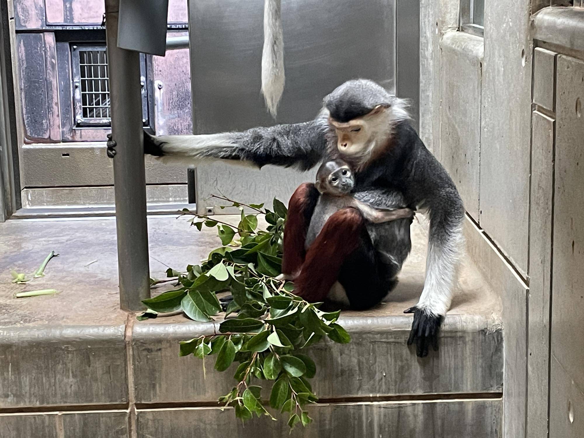 【飼育日誌】20240727:ダオFAMILY2父 (5).jpg