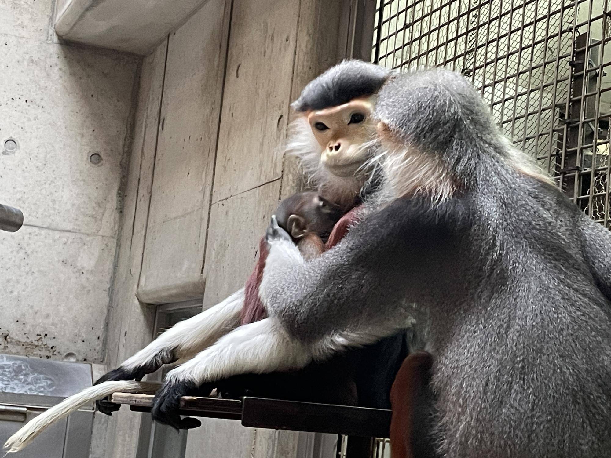 【飼育日誌】20240727:ダオFAMILY2父 (4).jpg