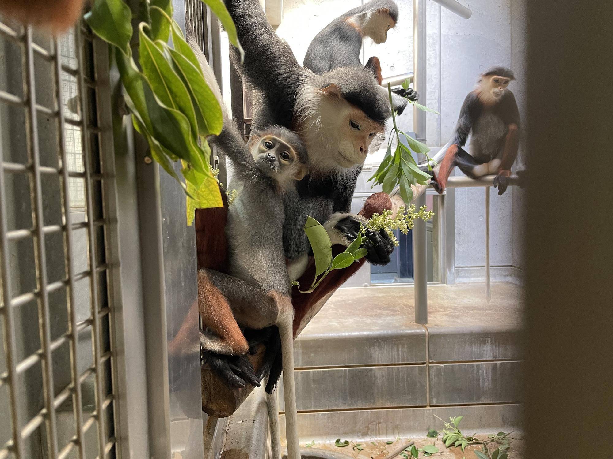 【飼育日誌】20240727:ダオFAMILY2父 (10).jpg