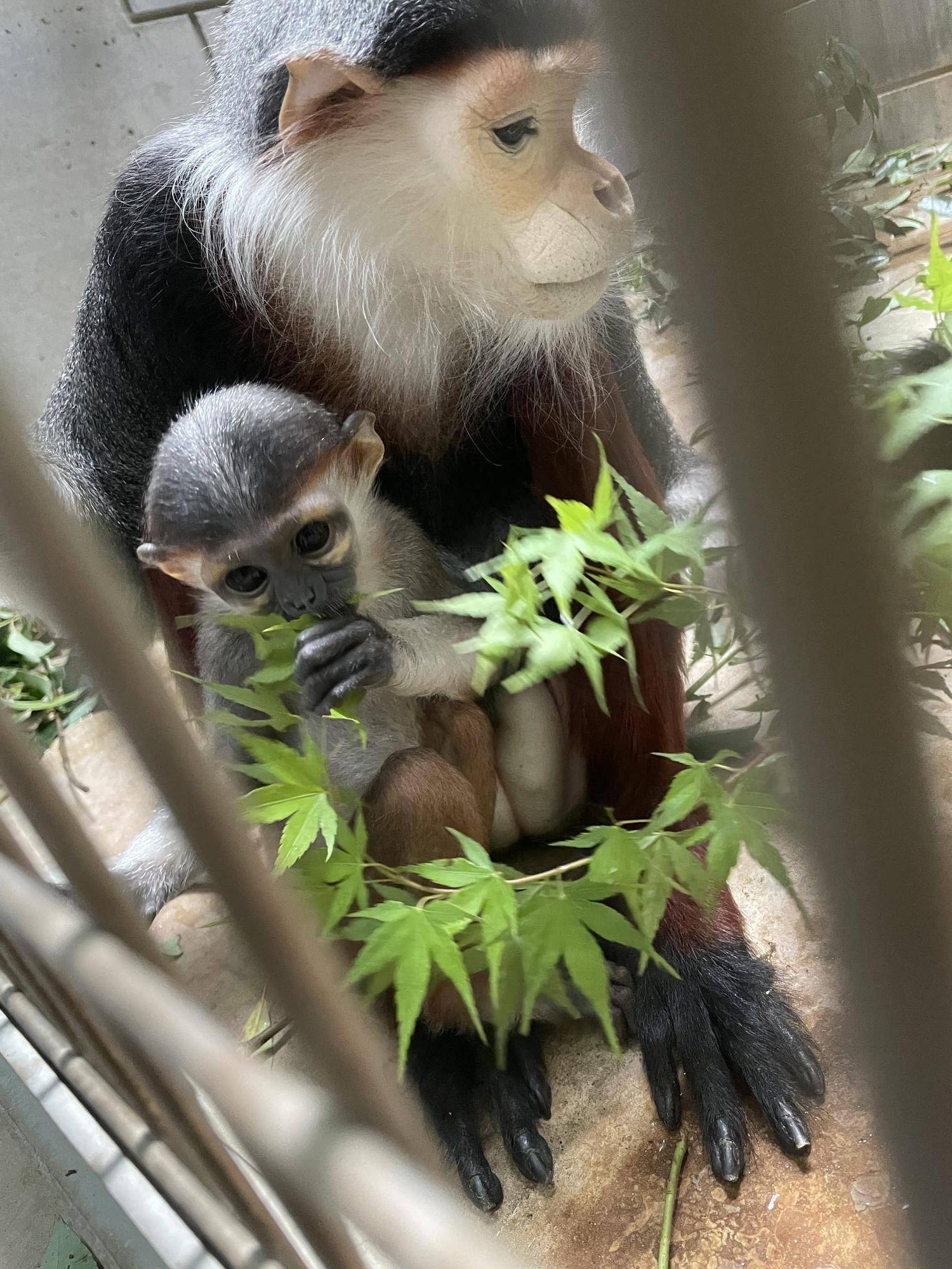 【飼育日誌】20240727:ダオFAMILY2父 (8).jpg