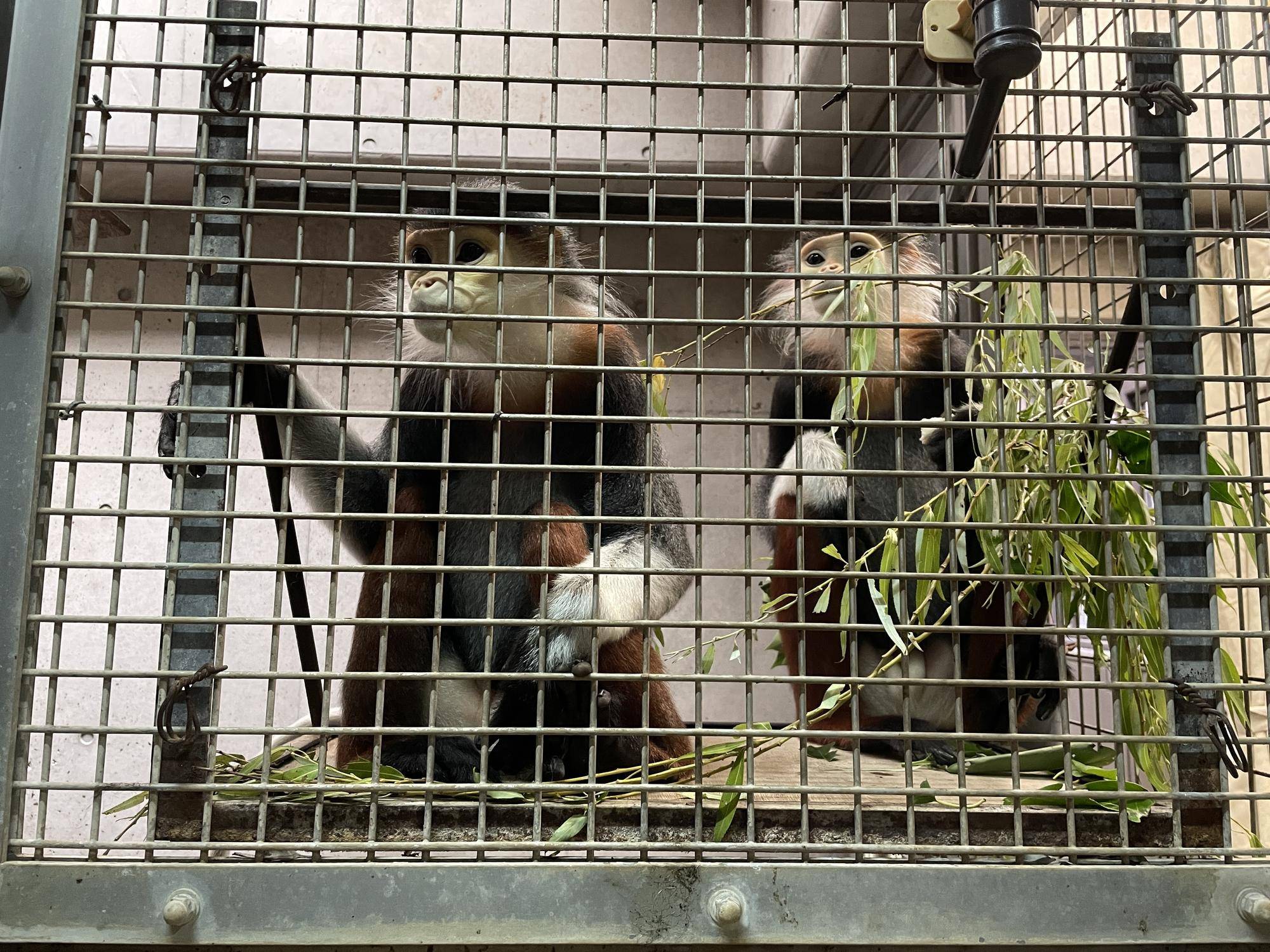 【飼育日誌】20240829：モイホア進展 (10).jpg