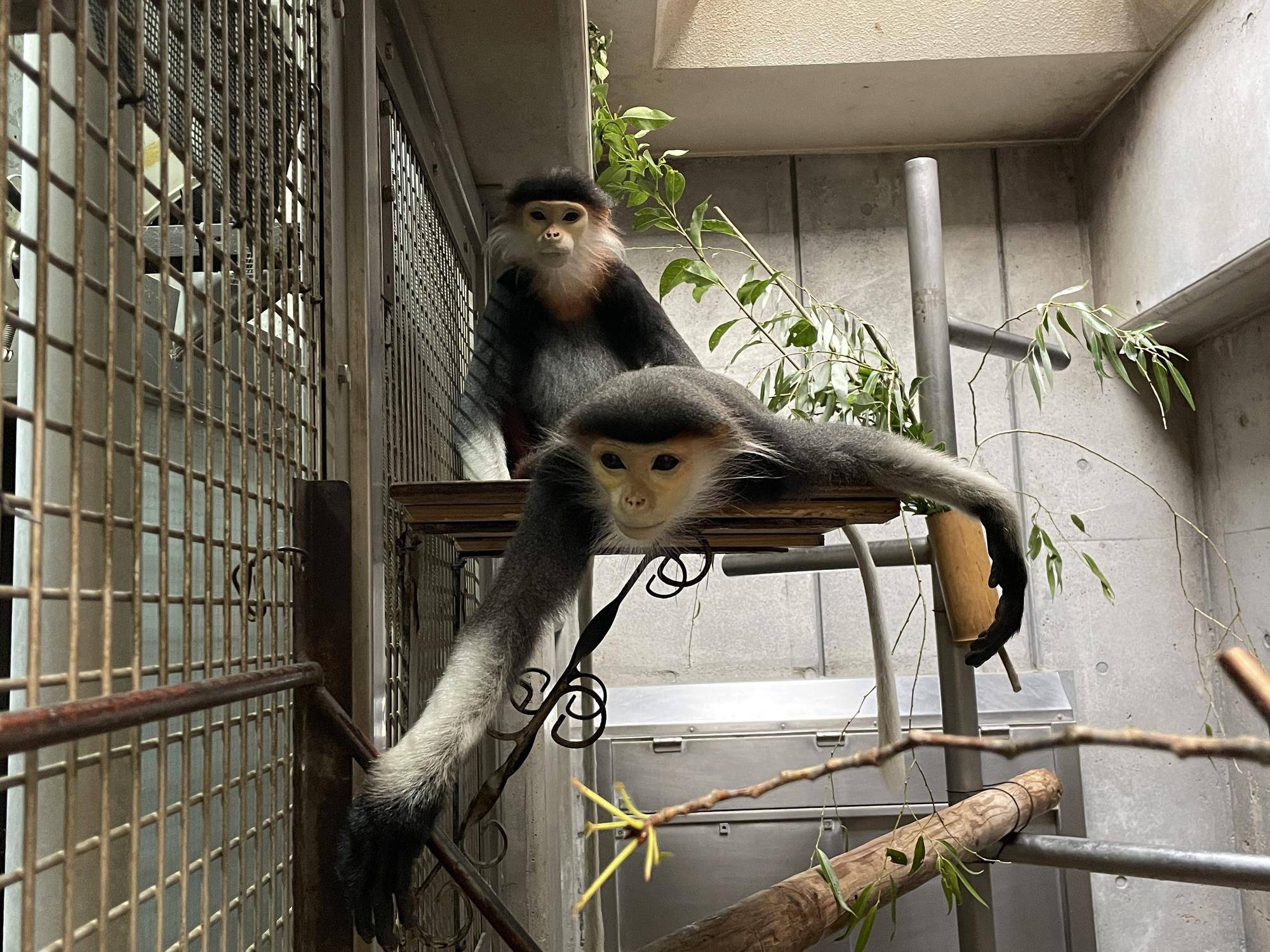 【飼育日誌】20240831：モイホアその後 (6).jpg