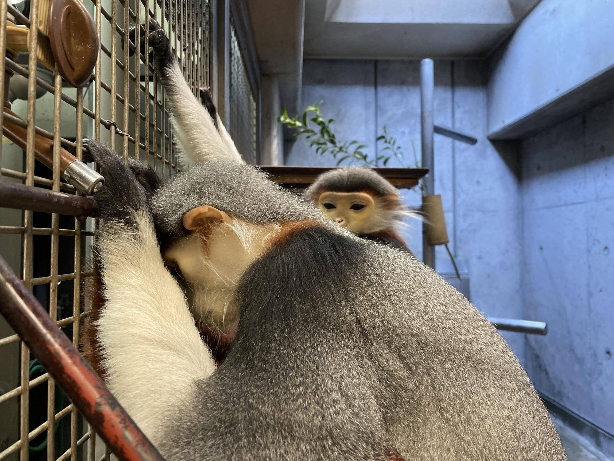 【飼育日誌】20240831：モイホアその後 (7).jpg