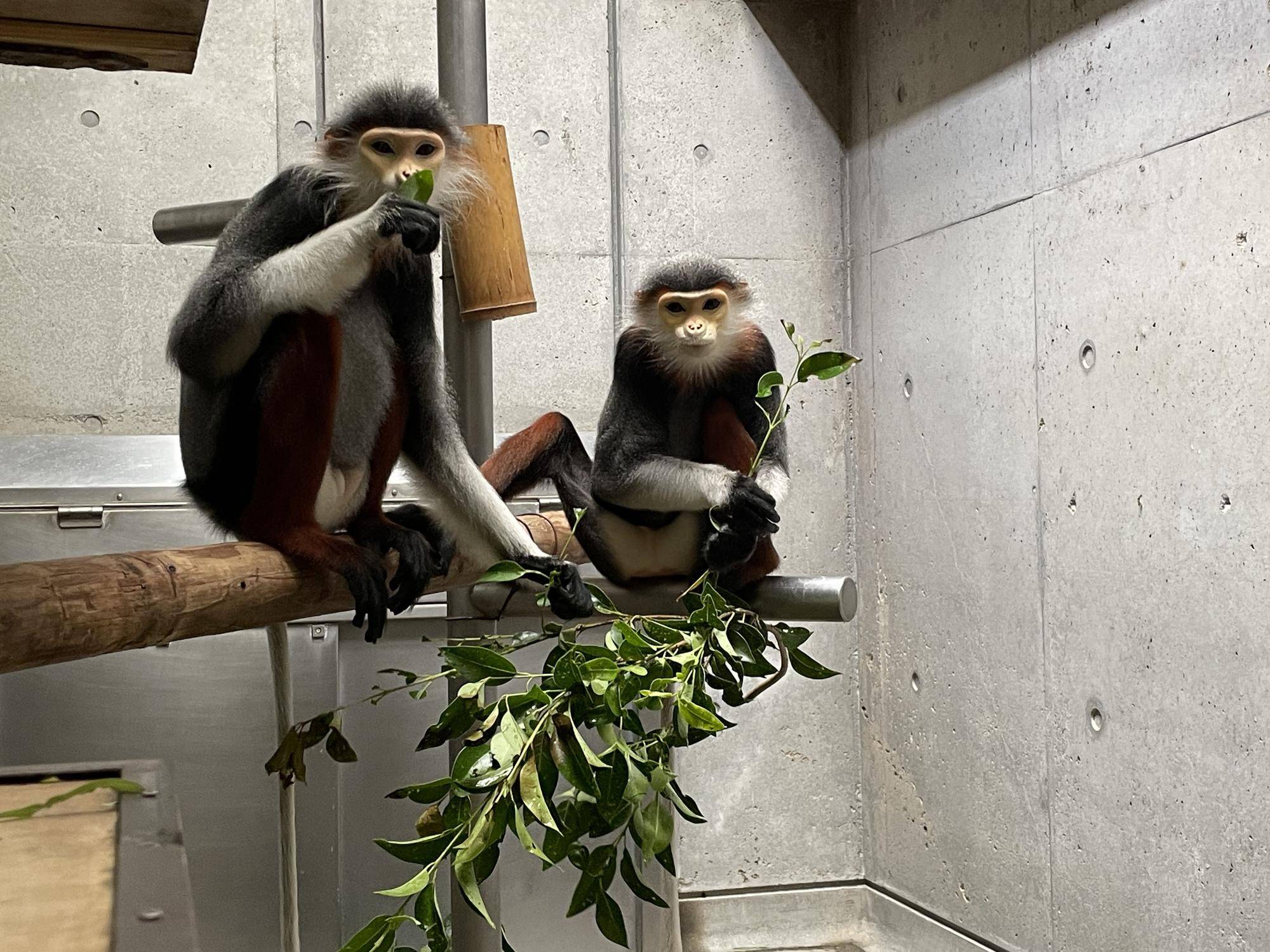 【飼育日誌】20240831：モイホアその後 (5).jpg