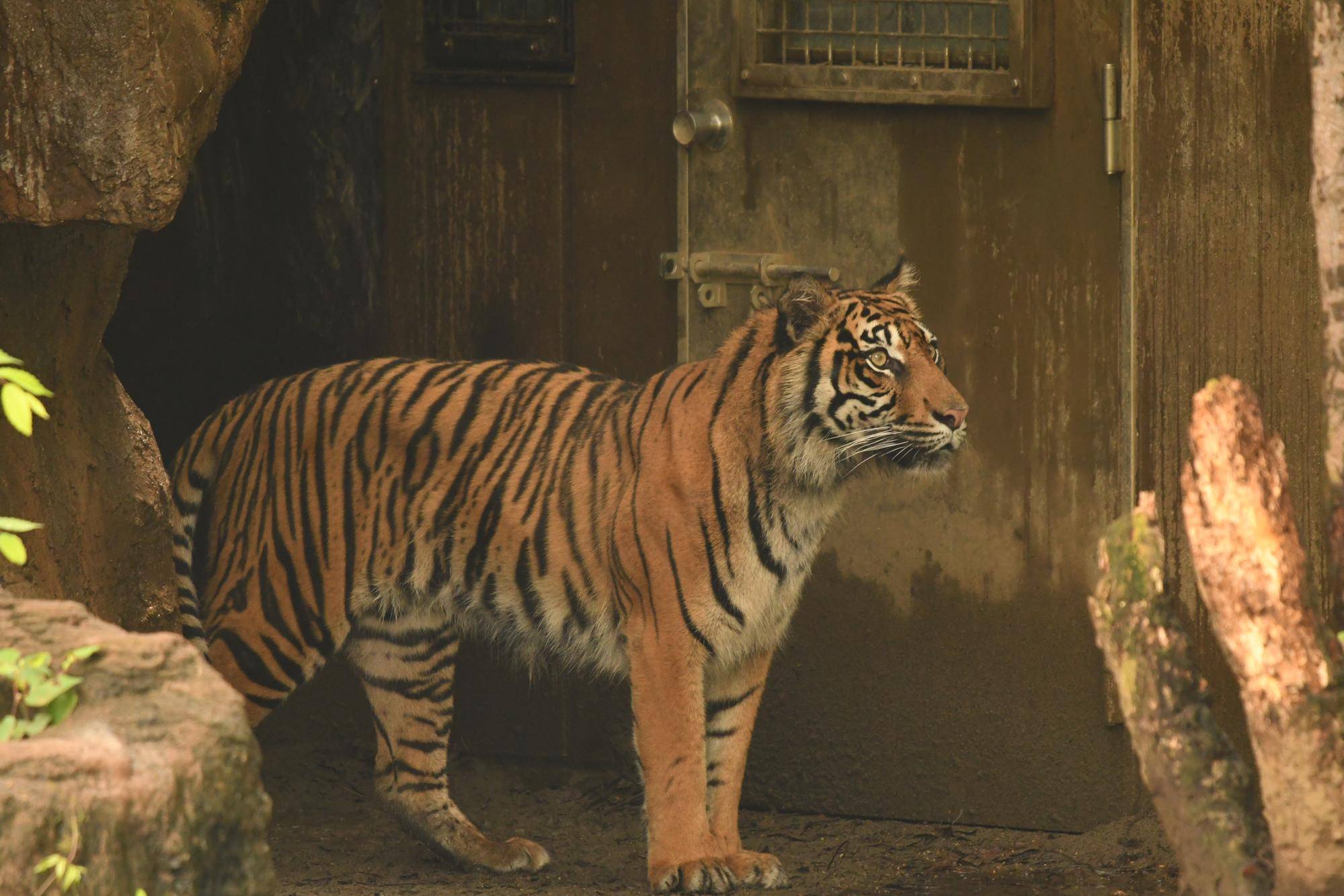 比べてみるトラの模様④ .jpg