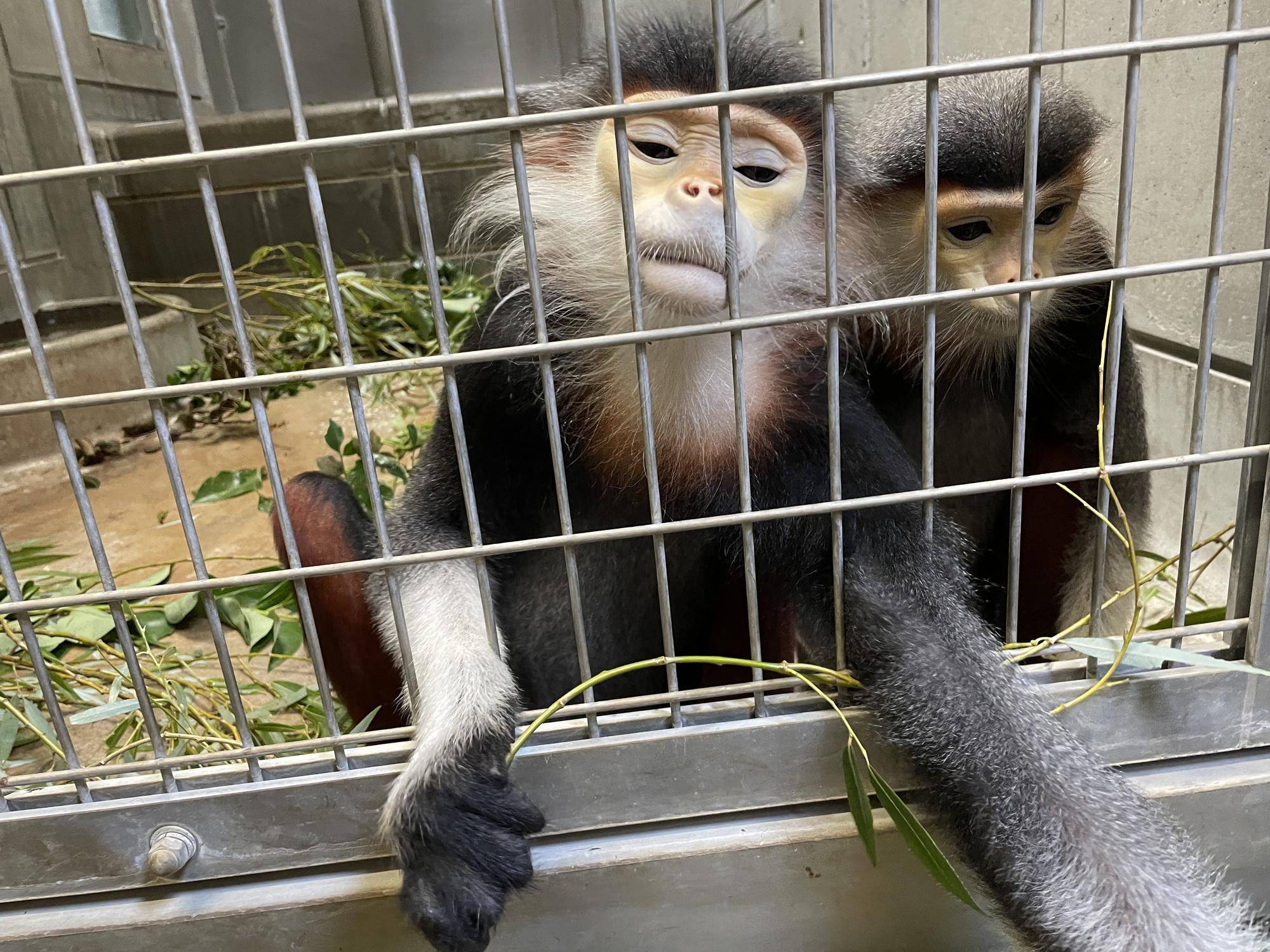 【飼育日誌】20240831：モイホアその後 (3).jpg