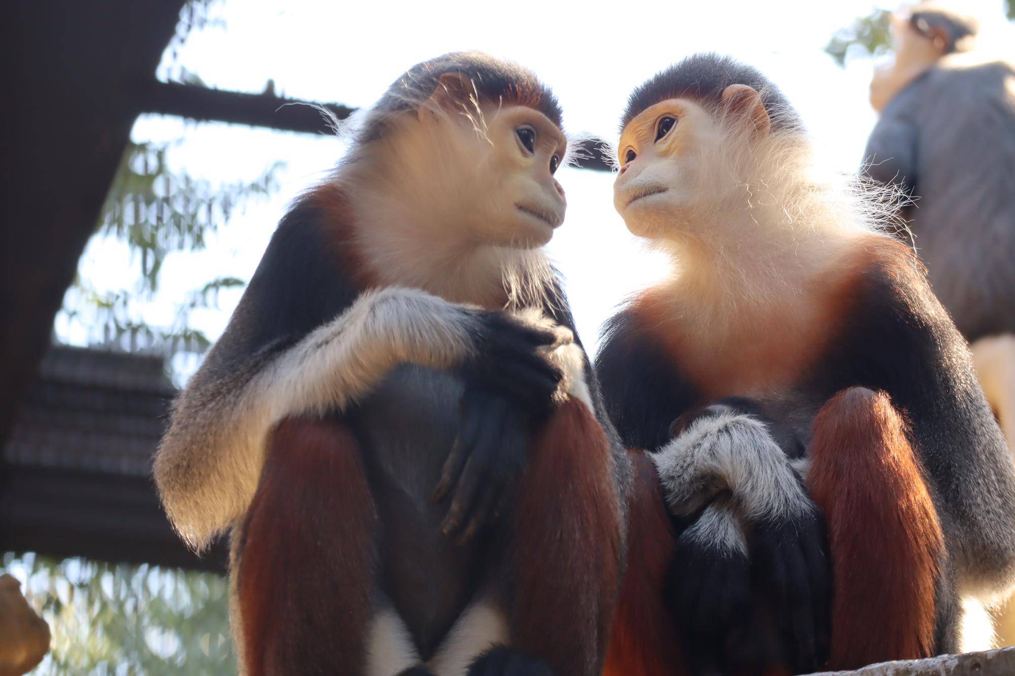 【飼育日誌】20240829：モイホア進展 (4).jpg