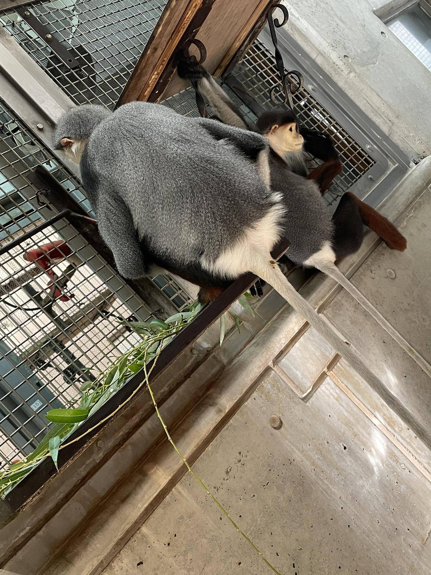 【飼育日誌】20240829：モイホア進展 (9).jpg