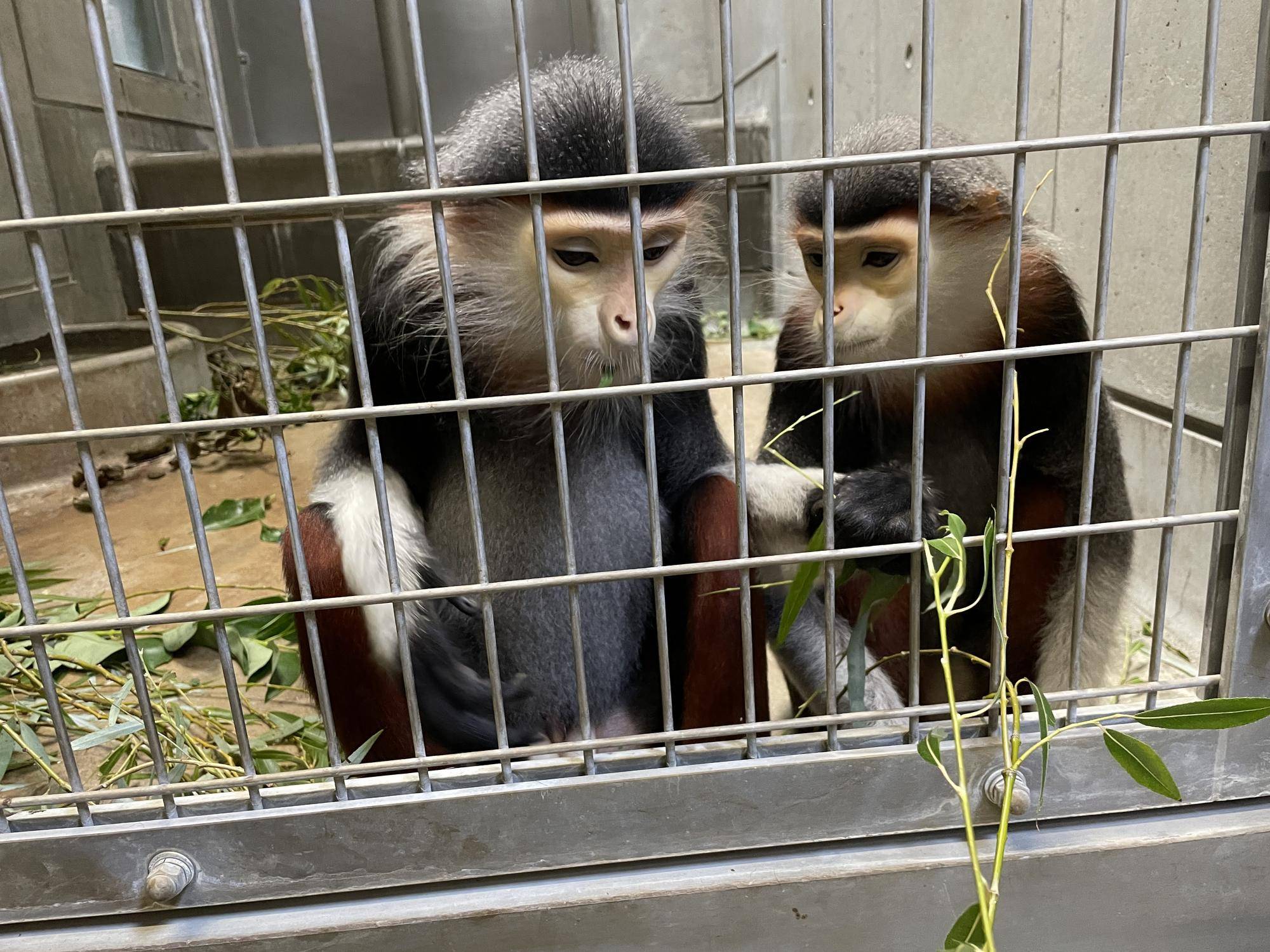 【飼育日誌】20240831：モイホアその後 (12).jpg