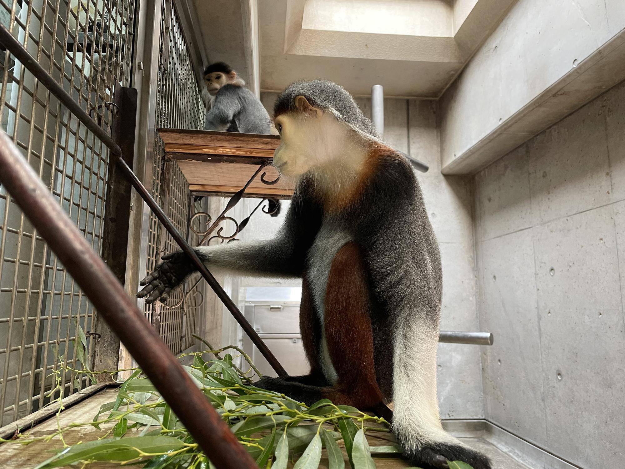 【飼育日誌】20240829：モイホア進展 (7).jpg