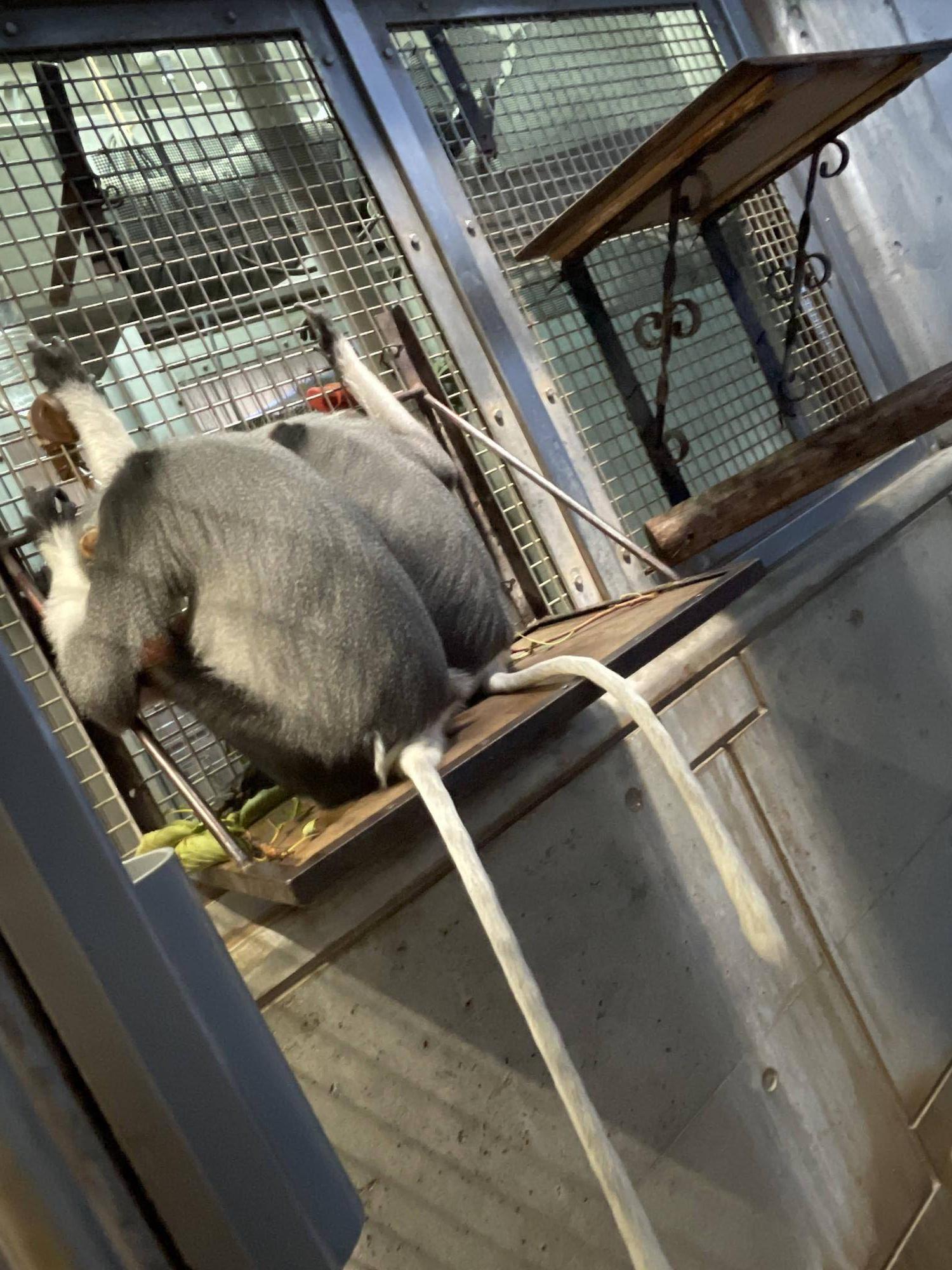 【飼育日誌】20240831：モイホアその後 (11).jpg