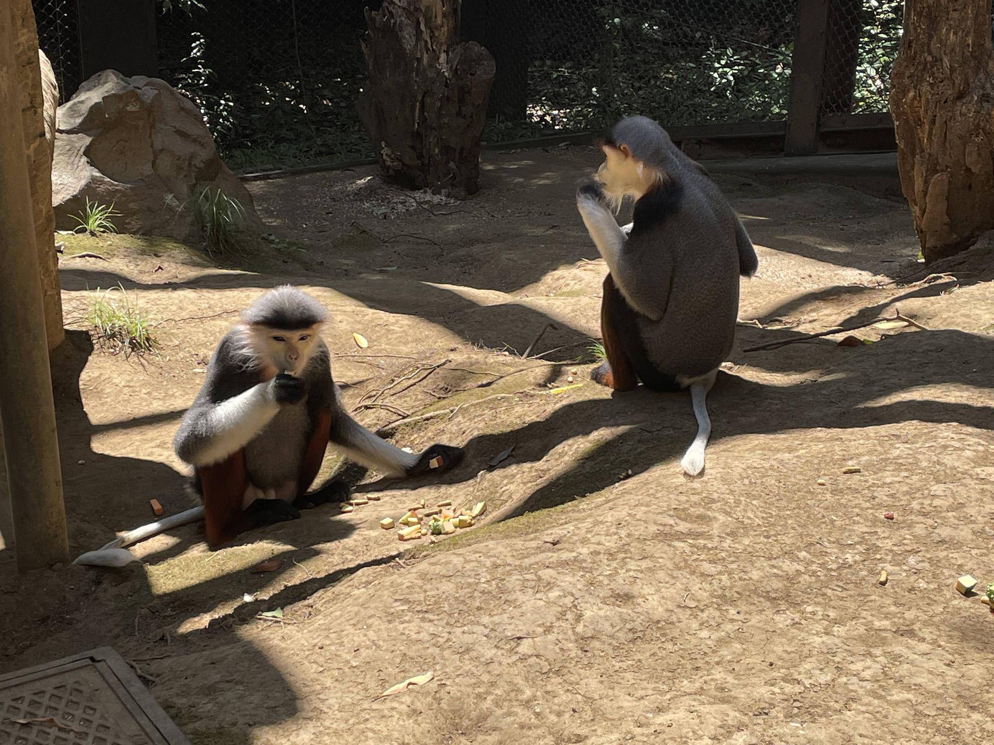 【飼育日誌】20240829：モイホア進展 (3).jpg