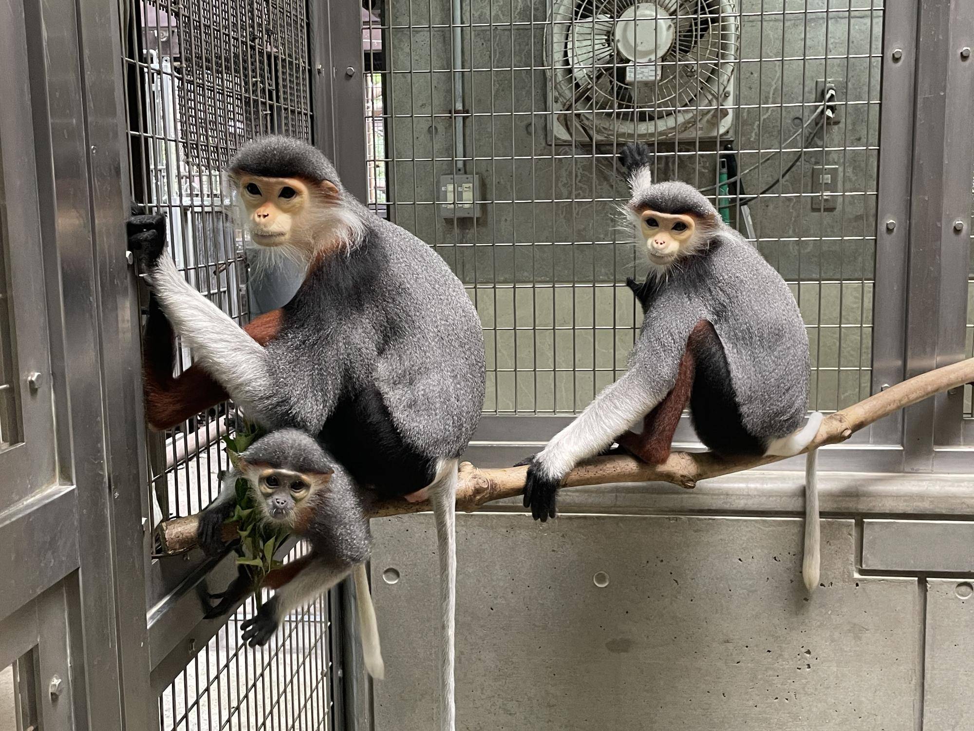 【飼育日誌】20240829：モイホア進展 (5).jpg