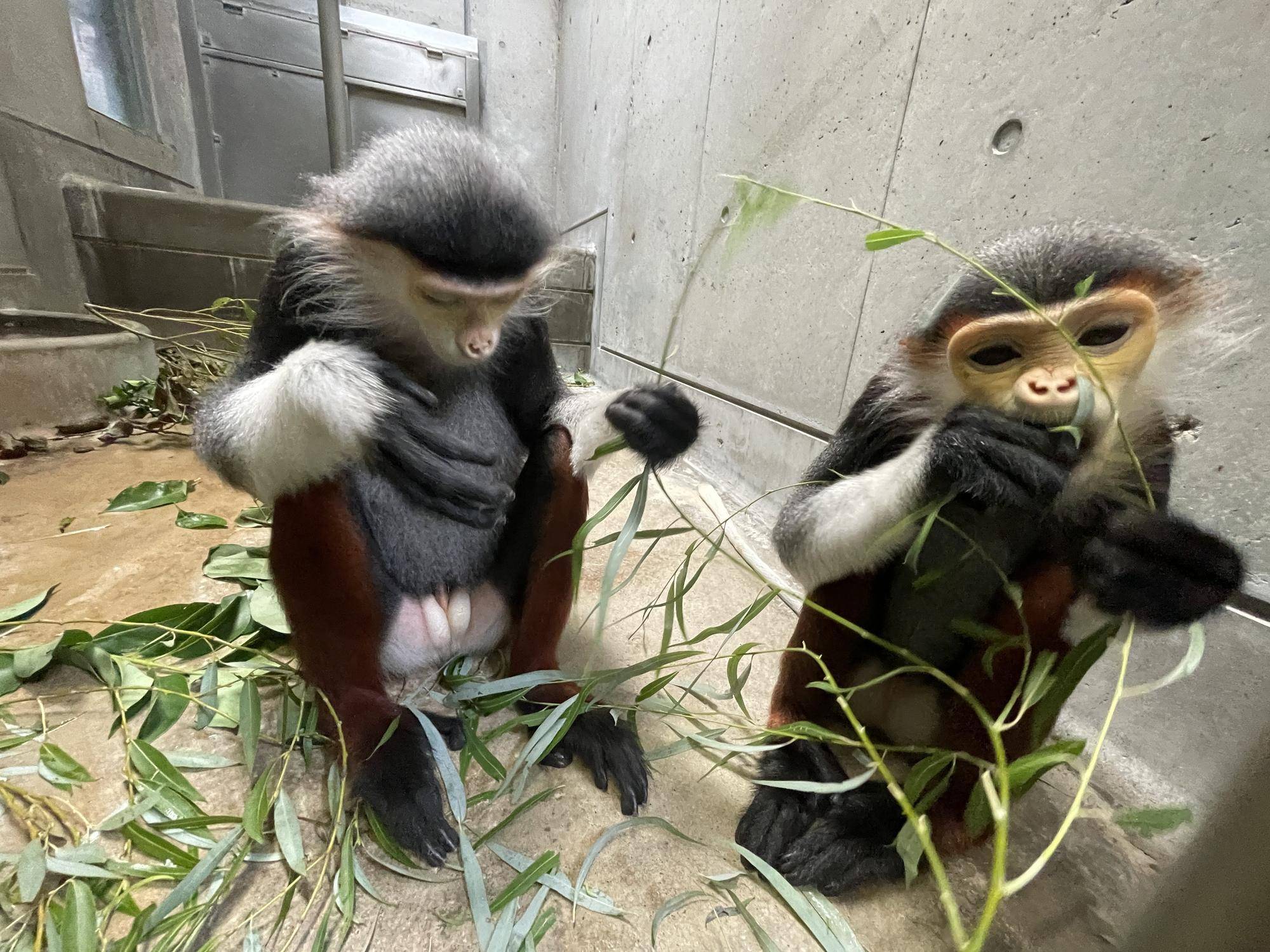 【飼育日誌】20240831：モイホアその後 (4).jpg