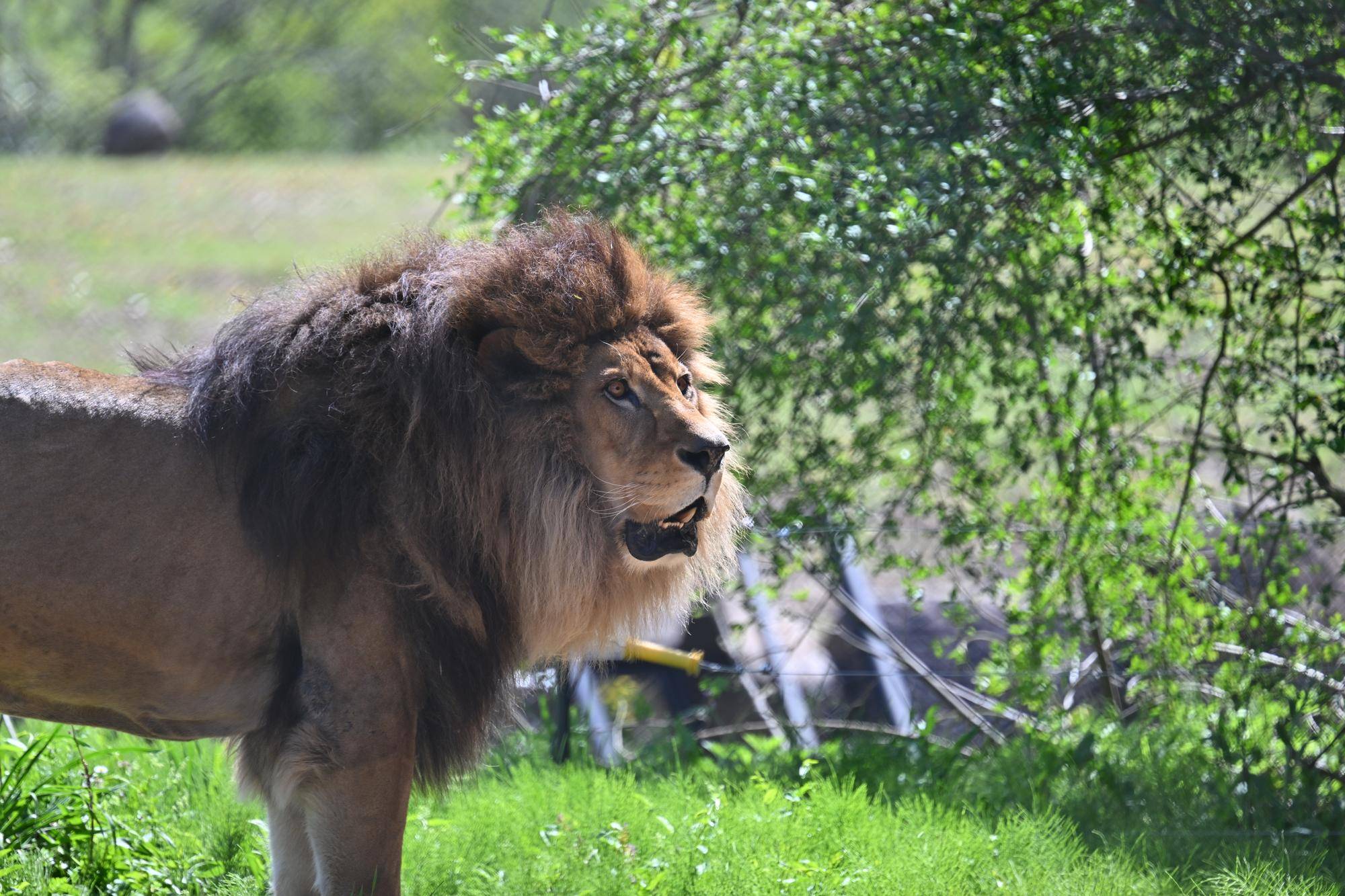 ライオン.jpg